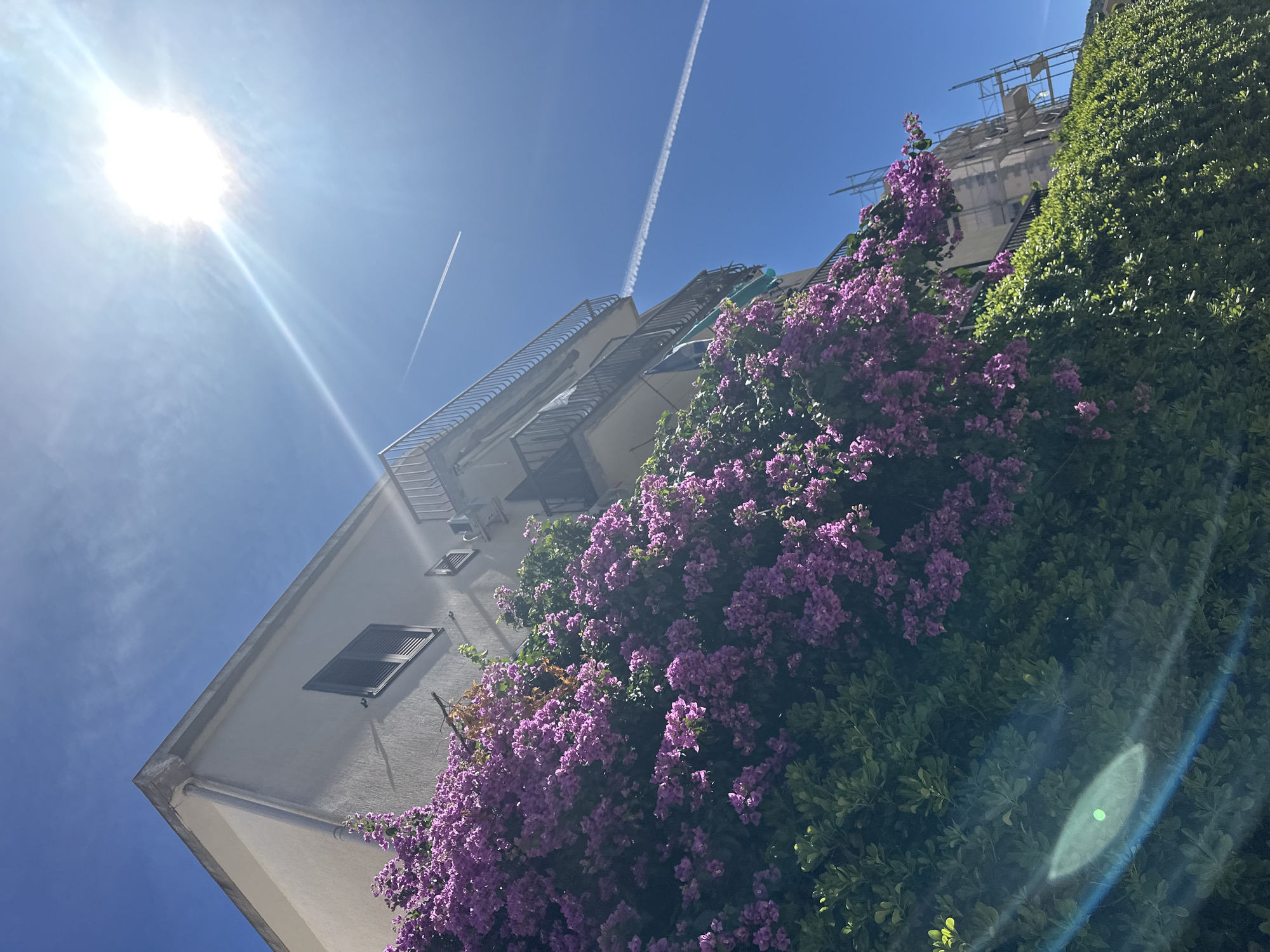 The image shows a multi-story building in Budva, Montenegro, with a vibrant pink bougainvillea plant cascading down its facade. The building is white with dark-shuttered windows and balconies with metal railings. The sky is a clear, bright blue, with the sun prominently shining in the upper right corner, creating a lens flare effect. Two airplane contrails are visible in the sky. In the background, scaffolding is erected around a portion of the building, suggesting ongoing construction or renovation. A dense green hedge runs along the base of the building, further enhancing the lush, Mediterranean feel of the scene.