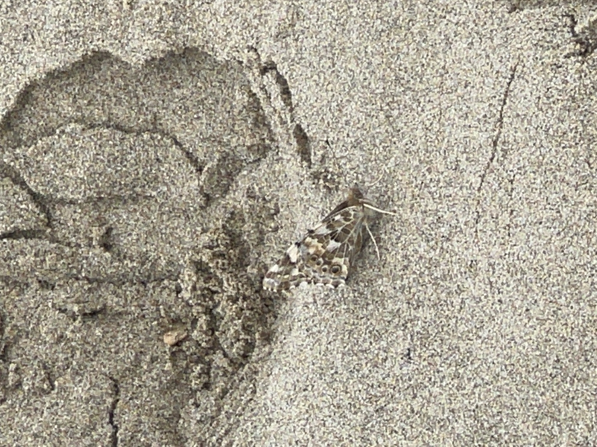 A moth is resting on sand next to a footprint. The sand is light brown or grey. The moth has grey, brown, and white markings. The location is inferred to be a beach or sandy area in Martil, Morocco, based on the prompt.
