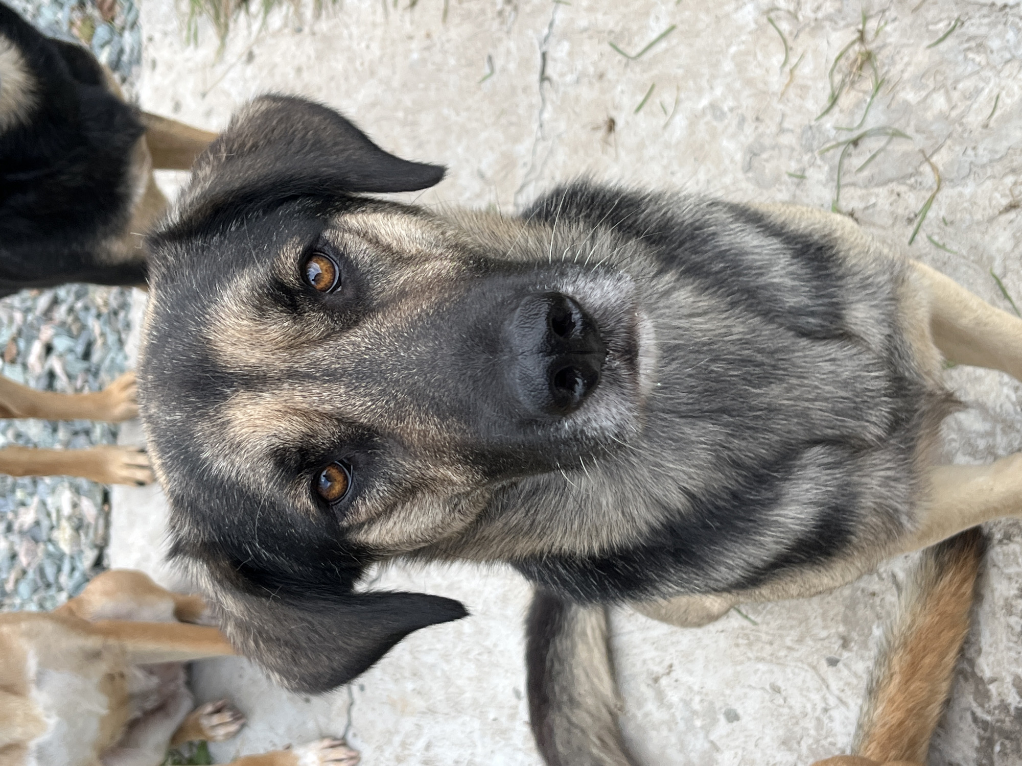 The image shows a close-up of a German Shepherd dog looking directly at the camera. The dog has black, tan, and grey fur, with distinctive markings around its eyes and muzzle. Its ears are pointed upwards, and its tail is visible to the left of the frame, with a lighter, reddish-brown color. In the background, other dogs can be partially seen, along with what appears to be gravel and a concrete surface, suggesting an outdoor setting, possibly a kennel or an animal shelter. There is no indication of the specific location in Nizhny Tagil, Russia.