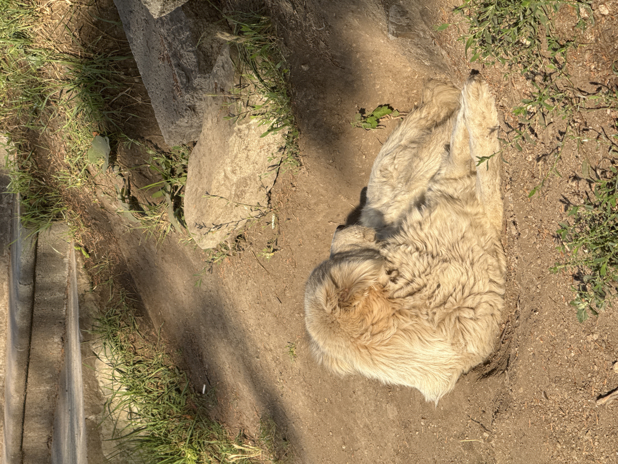 In the city of Dilijan, Armenia, a fluffy, light-colored dog is resting in a hollow on a dirt path. The dog is curled up, with its head tucked under its body, and appears to be sleeping or relaxing in the sunlight. The path is surrounded by dry grass, with some larger rocks and concrete steps visible in the background. The ground is composed of dirt and small pebbles. The overall scene is natural and outdoor, bathed in warm sunlight.