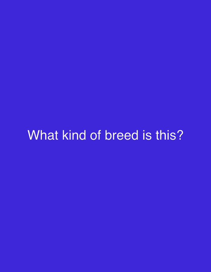 The image consists of the text "What kind of breed is this?" in white font on a solid blue background. There are no people, subjects, objects, actions, interactions, or environmental elements visible. The location is not depicted in the image.