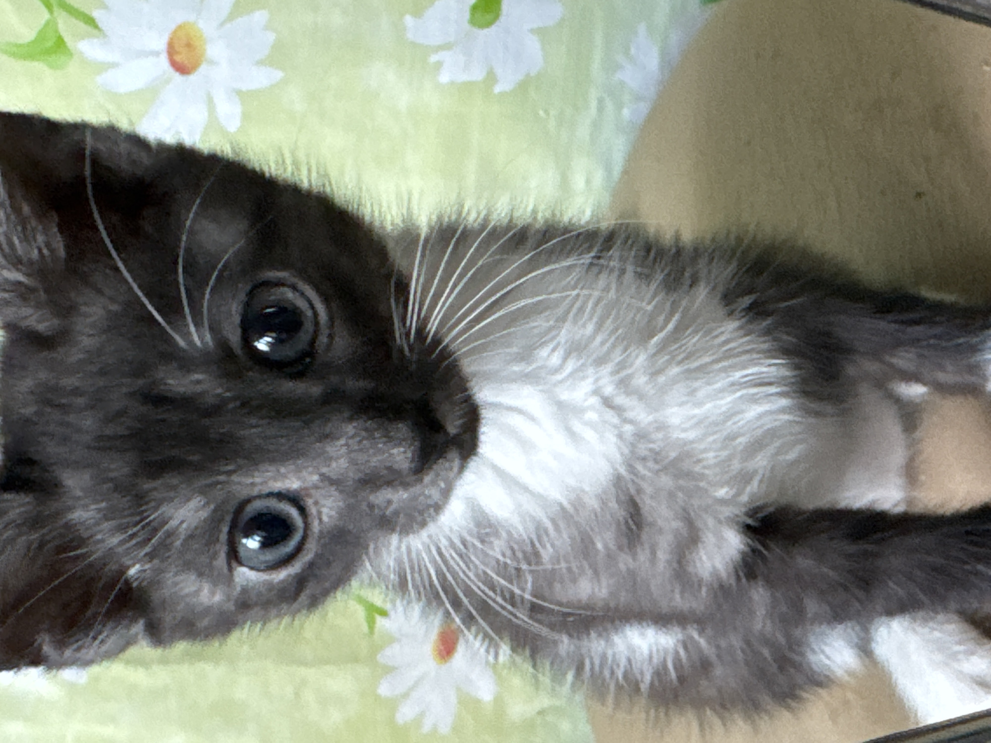 A close-up, vertical shot shows a small, grey and white kitten sitting on a light brown surface. The kitten is looking directly at the camera with large, dark eyes. Its fur is fluffy, with a dark grey coat and white markings on its chest and paws. The background is a light green fabric with a repeating pattern of white daisies. The overall impression is of a cute and cuddly pet. The location in the city of Zaokskiy, Russia, is not determinable from the image.