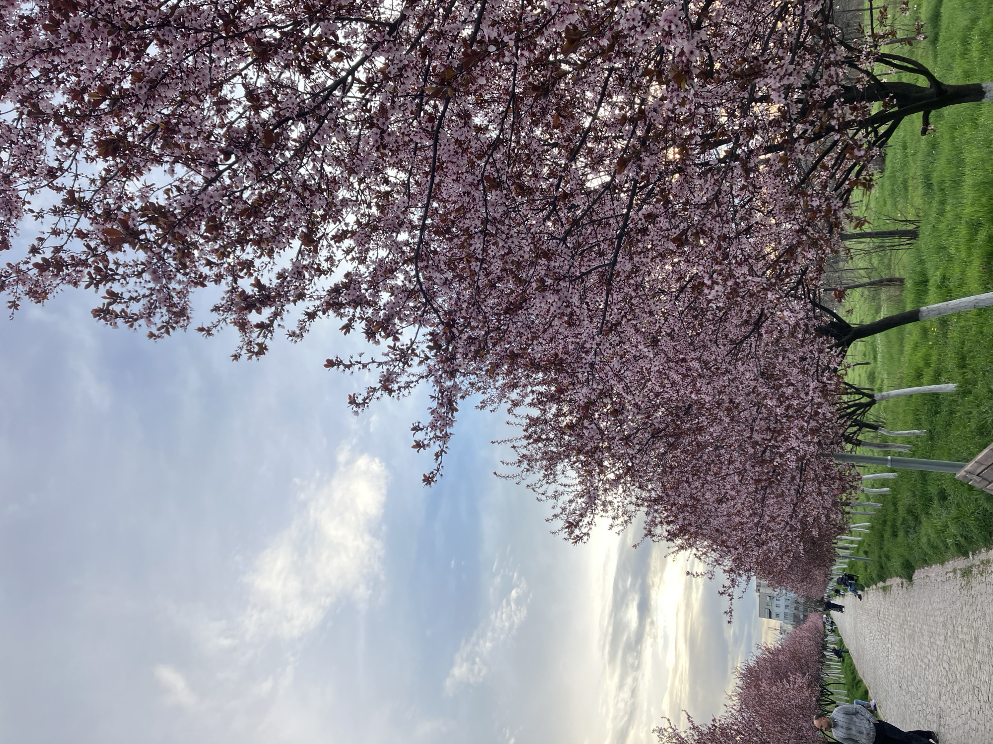 A slightly tilted wide shot of a row of trees laden with pink blossoms lining a paved path in Plovdiv, Bulgaria. The path stretches into the distance, populated by a few indistinct figures walking and sitting on benches. A strip of green grass runs parallel to the path, with trees. The sky above is streaked with white clouds and patches of blue sky. The setting sun appears to be behind the viewer, giving an all-around brightness to the scene.