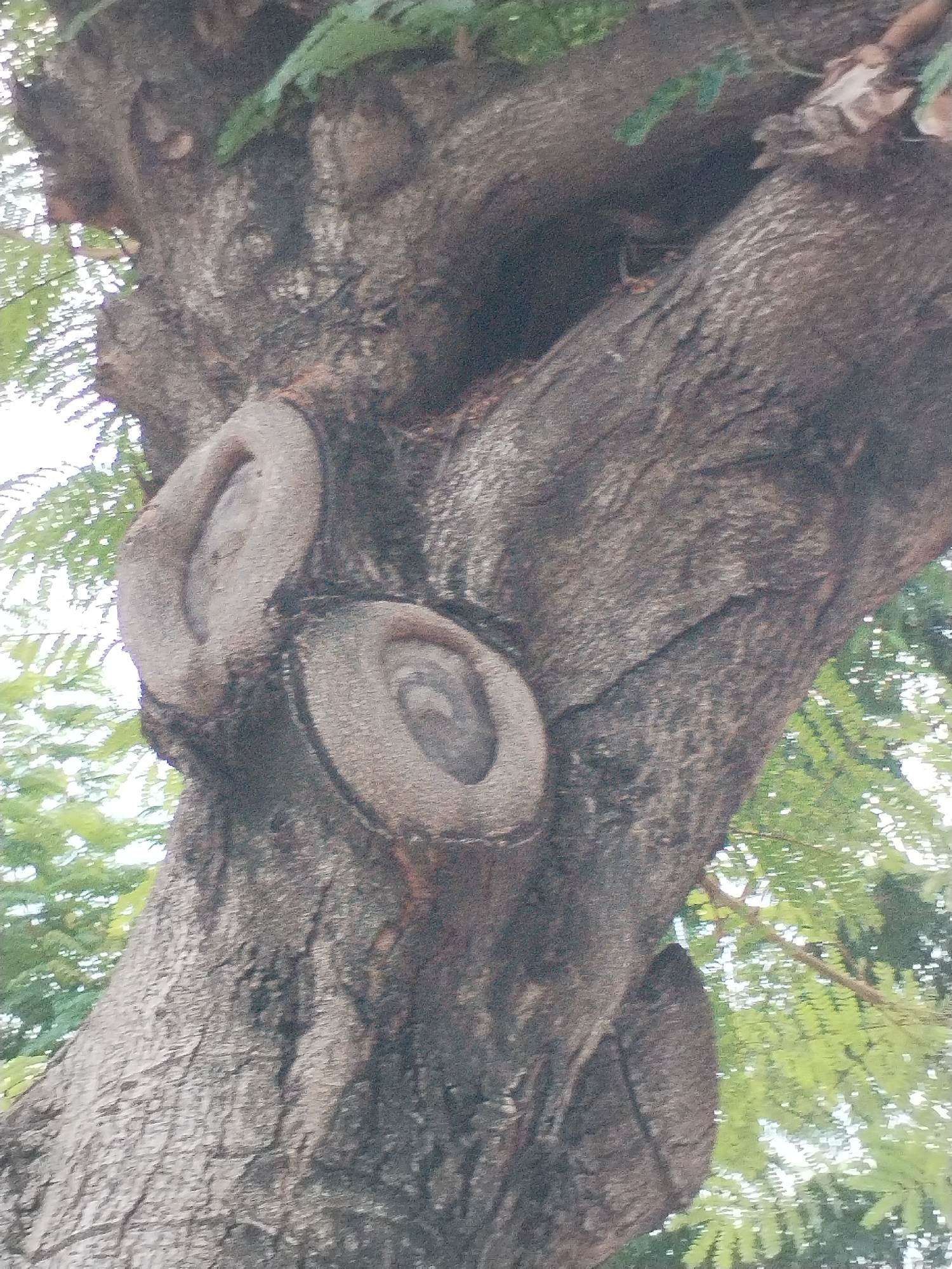 This close-up outdoor photograph features a large, mature tree trunk with rough, textured bark. The primary subject is the tree itself, which appears robust and well-established. Several circular patterns are visible on the trunk, particularly on the left side, indicating where branches were previously cut. These cuts have partially healed, forming raised, ring-like scars that stand out against the darker bark.
Green foliage is visible in the background and along the edges of the frame, suggesting a leafy environment. The leaves appear light green and somewhat blurred, indicating they are either in the distance or moving slightly, or out of focus compared to the tree trunk. The bright areas seen through the leaves suggest it is daytime, under clear or partly cloudy skies. No people or animals are visible, and no specific activity is taking place other than the natural process of tree growth and healing. The texture of the bark shows various shades of brown and gray, with visible furrows and ridges. There is no visible text in the image. The setting is consistent with an outdoor location in Bac Nha Trang Ward, Vietnam.