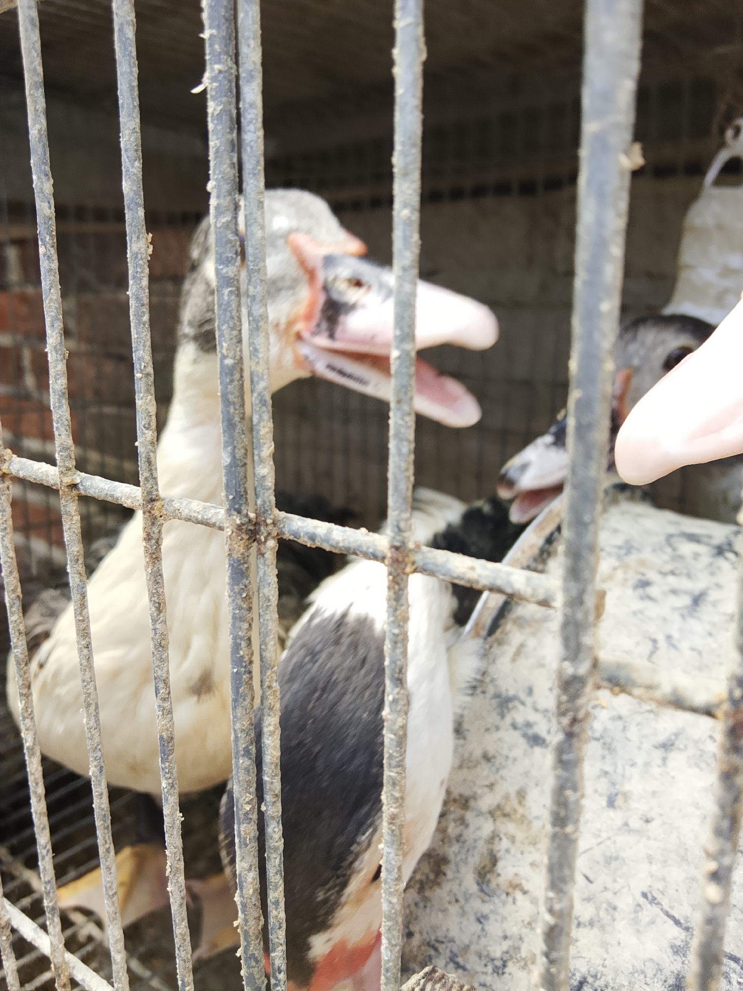 Two ducks, one predominantly white and the other with black and white plumage, are housed in a wire cage. The white duck, positioned towards the left of the frame, has its beak open and is facing forward. The black and white duck is visible in the foreground, its head down. The cage appears to be outdoors, with a brick wall visible in the background and sunlight illuminating the scene. The cage bars are rusty and some debris is visible on them. The image was taken in Betonan, Indonesia.
