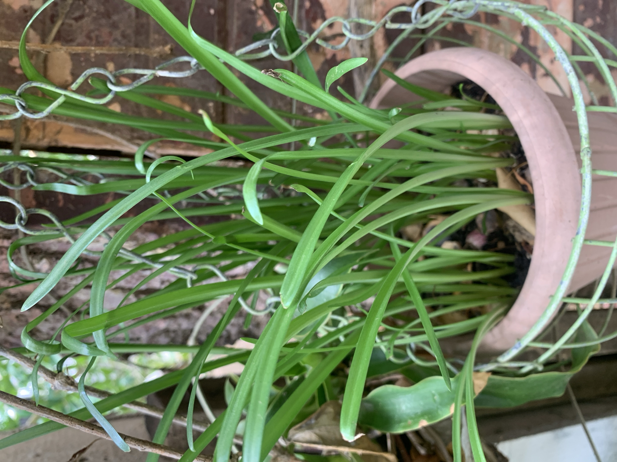In Santa Ana, Venezuela, a light reddish-brown plant pot containing a green, strap-leaved plant is depicted. The plant features numerous upright, narrow, bright green leaves, some displaying minor browning at the tips. The pot rests within a light green, possibly wire, hanging basket, which exhibits signs of wear and discoloration. Dark, oxidized metal chains, part of the basket's suspension system, are visible on the right side. The background consists of a blurred, reddish-brown textured surface, likely a wall, with additional out-of-focus green foliage or branches present on the left and upper left, indicating an outdoor setting. No individuals or active actions are observed.