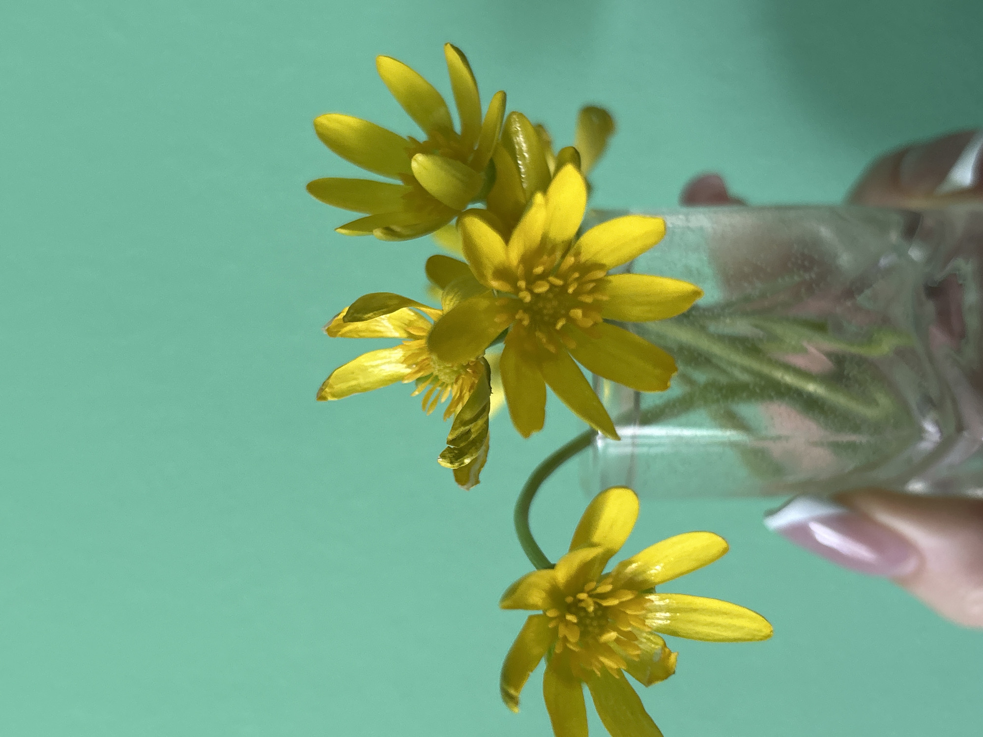 A close-up image depicts a small clear glass vase held by a person's hand, containing a small bouquet of bright yellow flowers. The background is a smooth, solid light green color. The focus is sharp on the flowers and the vase, while the hand holding the vase is slightly blurred. The person's fingernails are manicured with a French tip design. The scene appears to be artificially lit with a strong single light source causing distinct shadows. The location in the city of Марковский, Russia, is not discernable from the image provided.