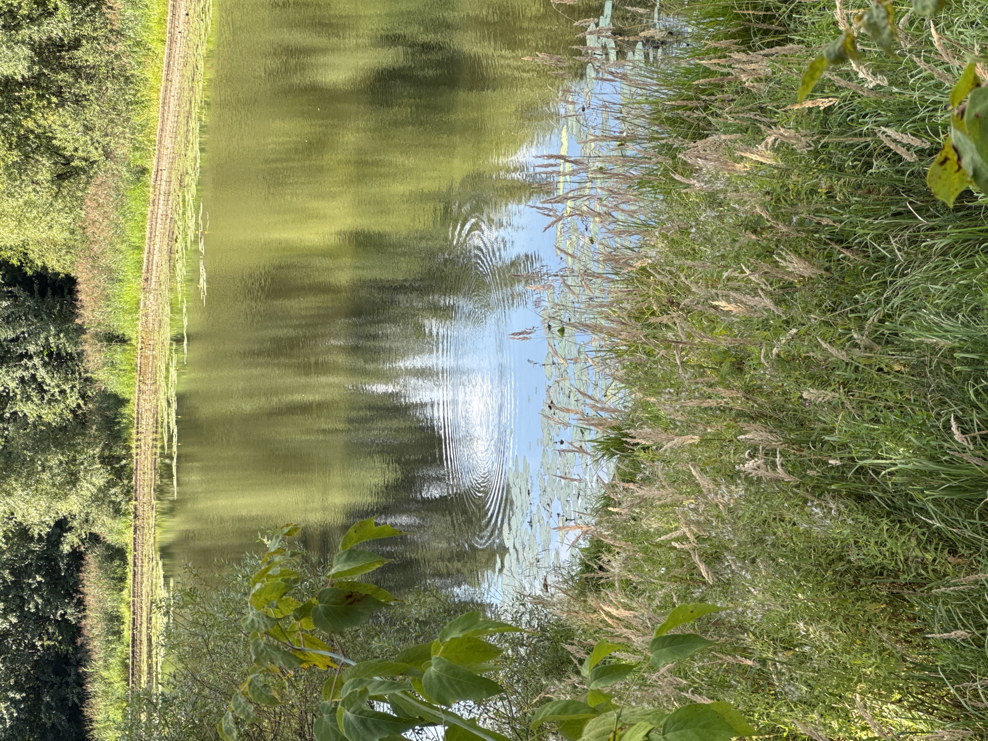 This image depicts a natural scene in the city of Khimki, Russia, specifically a body of water bordered by dense greenery and vegetation. The foreground is dominated by tall, dry grasses and lush green plants, with some leafy branches extending from the left side. The water's surface is calm, reflecting the surrounding trees and sky, and shows ripples from a disturbance. Lily pads are visible scattered across the water. In the background, a line of reeds and trees forms a natural barrier along the water's edge, with a low, horizontal wooden structure visible above the reeds on the far bank. The overall impression is of a peaceful, unpopulated natural environment within an urban setting.