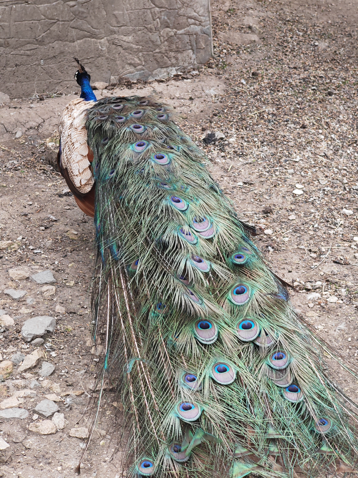 A peacock is standing on the ground. The ground is a mix of dirt, gravel, and small stones. A section of stone wall is visible in the upper left corner. The image was taken in the city of Shumen, Bulgaria.