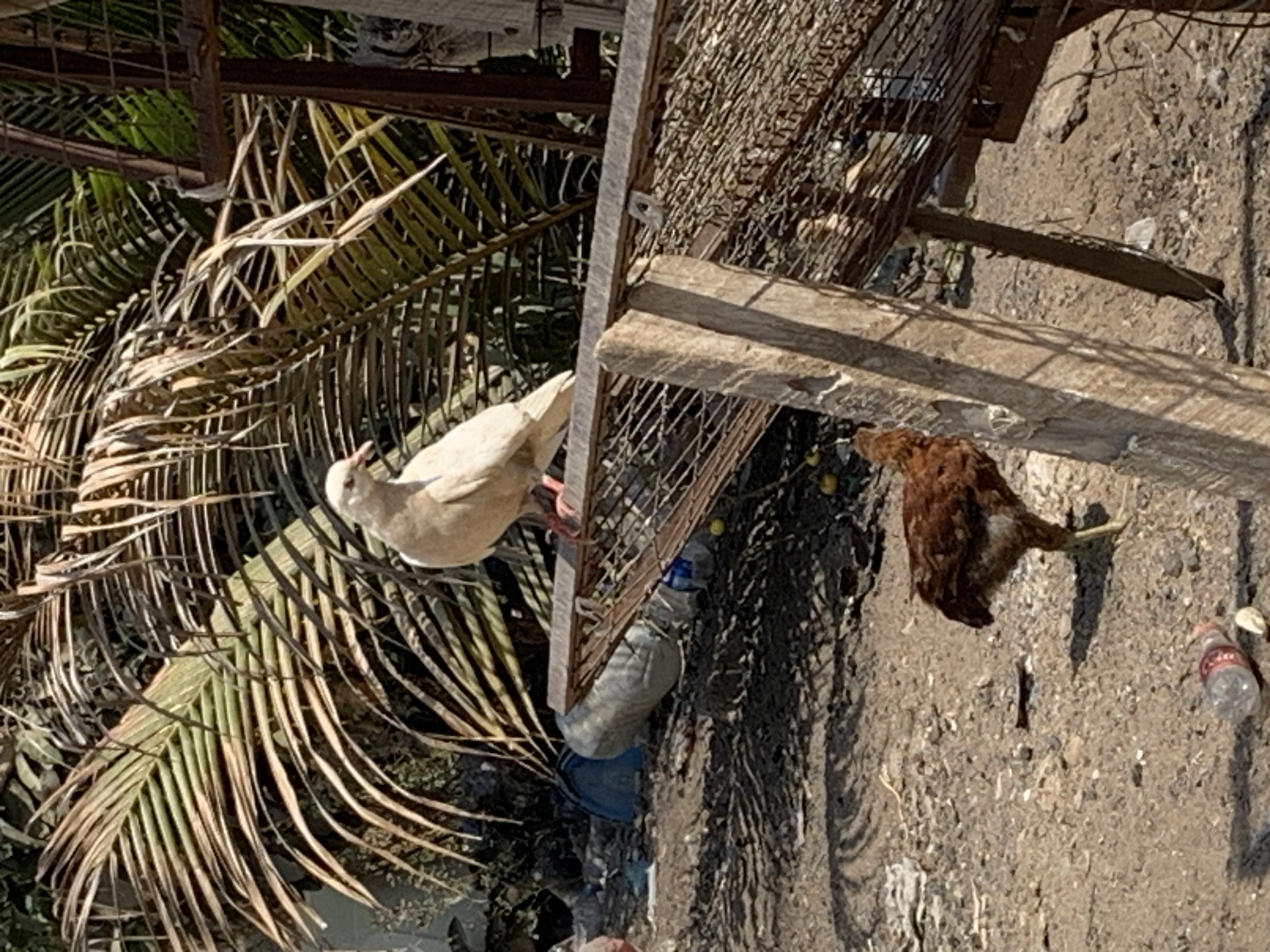 A light-colored pigeon stands on a wooden structure with wire mesh. The pigeon is facing left and appears to be looking at something. Below the pigeon, a brown chicken pecks at the ground. The ground is covered in dirt and debris, including plastic bottles and what appears to be litter. In the background, there are palm trees and other vegetation. The scene suggests an outdoor environment, possibly in an urban or semi-urban setting in Dodoma, Tanzania. The overall impression is one of a somewhat unkempt area.
