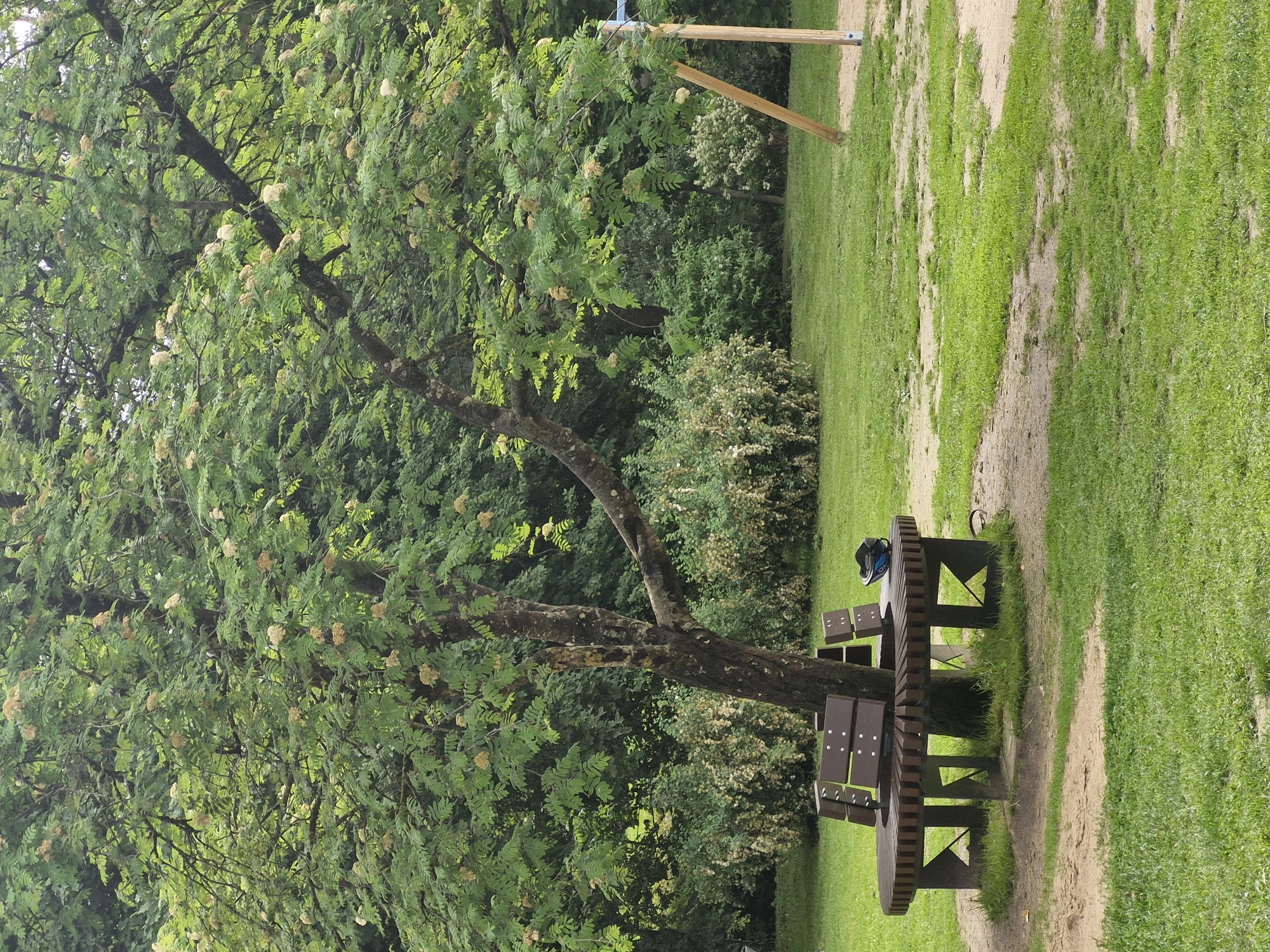 The image shows a park setting with a circular wooden bench built around a tree. The bench is dark brown with wooden slats forming the seat and backrests. The tree has a thick trunk and branches covered in green leaves and clusters of small, pale flowers or seed heads. In the background, there are dense bushes and trees, also appearing lush and green. To the right of the bench, a sandy area is visible, possibly part of a playground, with a wooden support structure. A dark-colored object, possibly a helmet, rests on the bench. The ground is covered with a mix of grass and dirt paths. The lighting suggests an overcast or shaded day. The scene is tranquil and appears to be a public outdoor space.