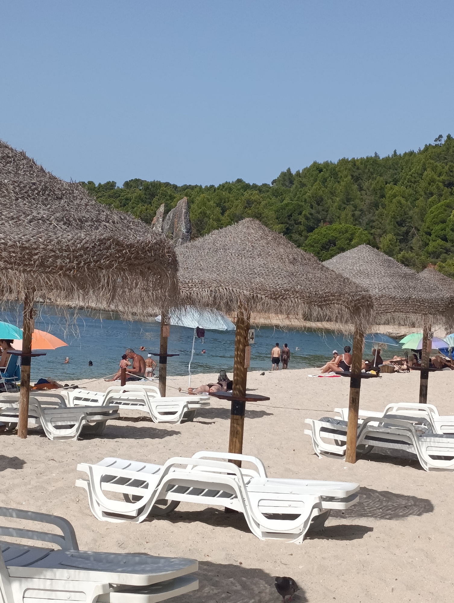 The image depicts a beach scene, likely in Setúbal, Portugal, under a clear blue sky. In the foreground, several empty white plastic sun loungers are arranged on the sand. Behind them, thatched umbrellas provide shade. The middle ground shows the calm blue water of the sea, with a few people swimming or wading. Some individuals are visible relaxing on the sand under umbrellas or in sun loungers. The background is dominated by a lush green forested hillside. The overall atmosphere is one of a peaceful summer day at the beach.