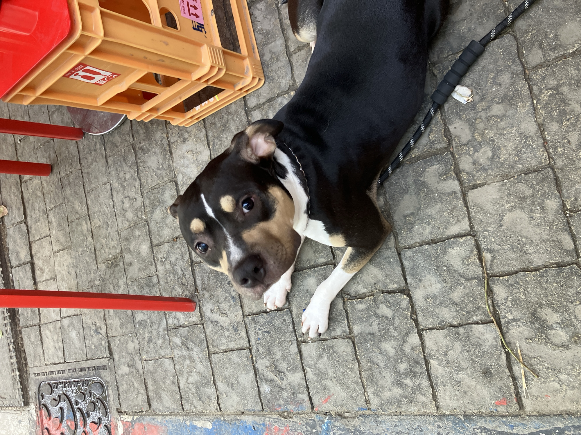 A dog lies on a paved area. The dog has black, white, and tan coloring. It is attached to a black leash. Near the dog are a stack of orange crates and a red chair. The manhole cover in the image reads, "Tel Aviv Municipality."
