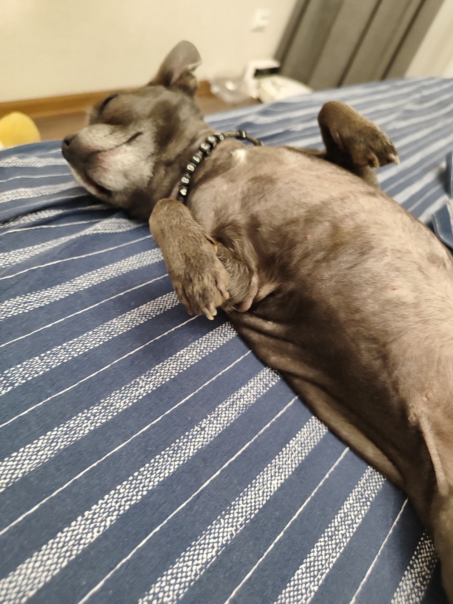 A short-haired, gray dog with its eyes closed and mouth slightly open is sleeping on its back on a bed with blue and white striped bedding. The dog is wearing a black collar with silver studs. Its paws are resting on its belly. The scene appears to be indoors, possibly a bedroom, as suggested by the blurry background which includes a wall, curtains, and some indistinct objects. The lighting suggests it could be daytime or evening. The dog's relaxed posture and closed eyes convey a sense of peace and comfort. There is no visible text in the image.