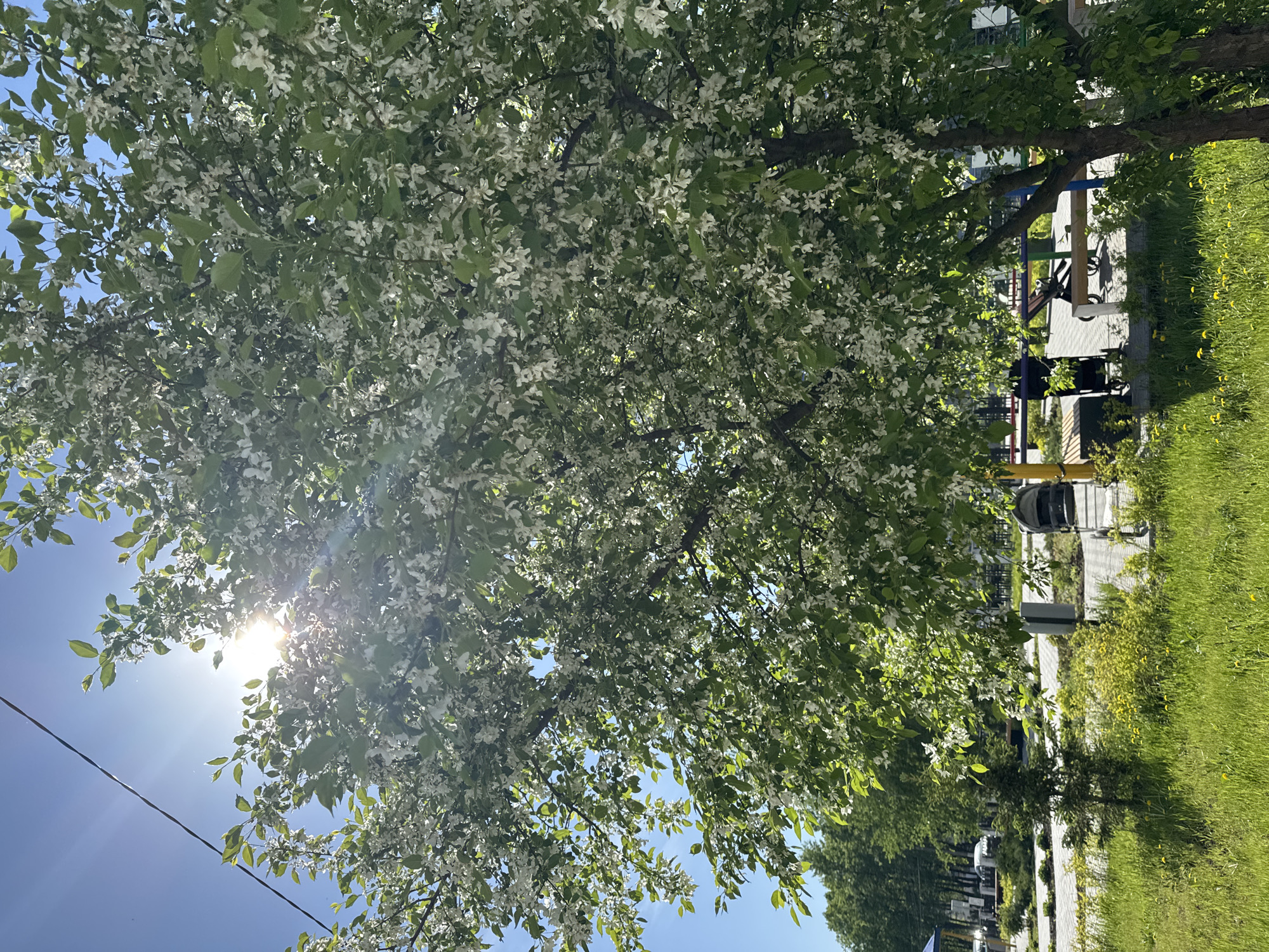 The image shows a tree with white blossoms against a bright blue sky in what appears to be Chaikovsky, Russia. The sun is shining through the tree branches, creating lens flare. In the background, a park area is visible with green grass, trees, benches, and what looks like playground equipment. The image is rotated.
