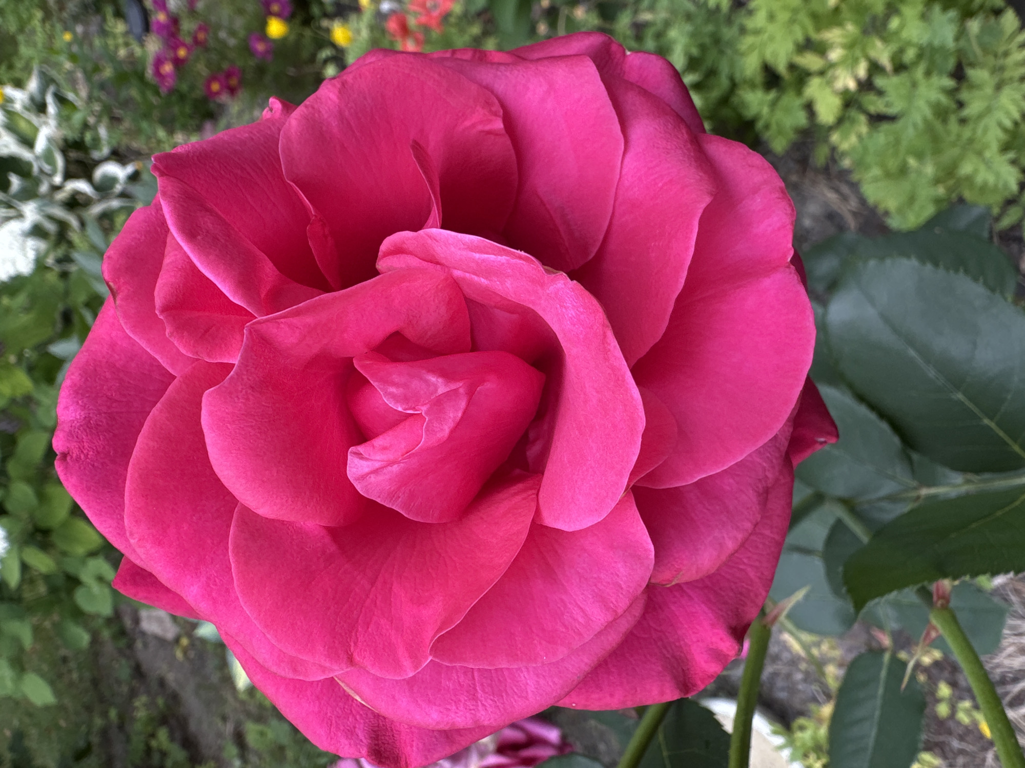 A close-up, overhead shot focuses on a large, vibrant pink rose in full bloom. The rose's many petals are tightly packed and layered, creating a sense of depth and volume. The petals have a soft, velvety texture and are a rich, saturated pink color. The background is a blurred garden scene, featuring green foliage, other flowers in shades of pink and yellow, and hints of soil. The lighting suggests it is daytime, with the sun illuminating the rose from above. There is no indication of the location being in Österskär, Sweden. The image is a still photograph with no discernible action or interaction.