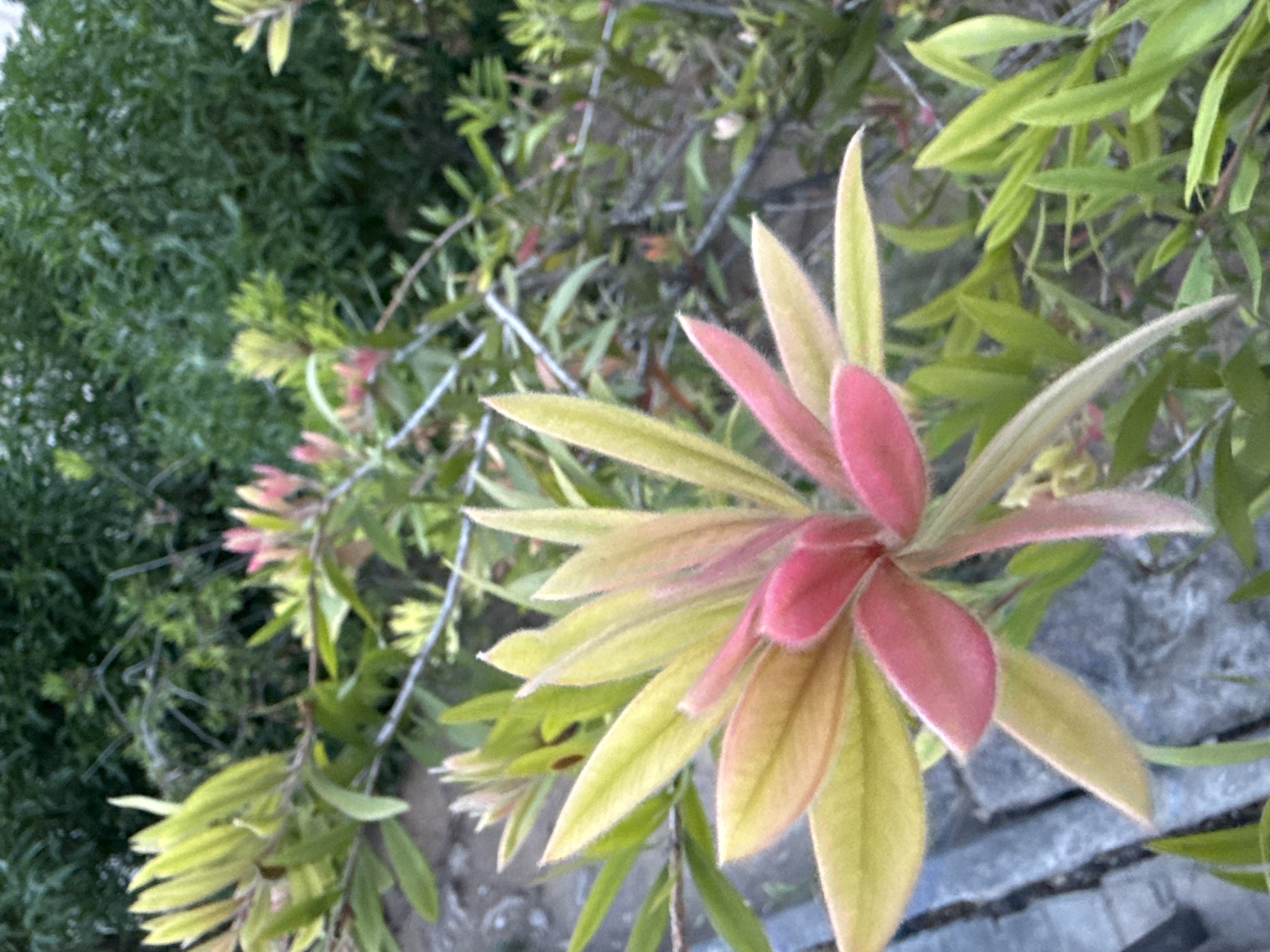 This media file shows a close-up, high-angle view of a plant with clusters of red and yellow leaves. The leaves are elongated and pointed, with a soft, fuzzy texture visible in the higher resolution crops. The plant appears to be growing near a stone surface, possibly a path or wall, which is visible in the lower right portion of the image. The background consists of more dense, green foliage, suggesting an outdoor garden or natural setting.
The lighting appears to be natural, and the time of day could be either morning or late afternoon, given the soft light and slightly diffused shadows. There are no people or discernible activity taking place; the focus is solely on the plant's foliage and its immediate surroundings. The scene is still and peaceful, with the vibrant colors of the leaves being the most prominent feature.
No text is visible in the image. The location context provided (Barcelona, Spain) implies that this is likely a plant found in a Mediterranean climate. The presence of stone suggests an urban or cultivated outdoor space.