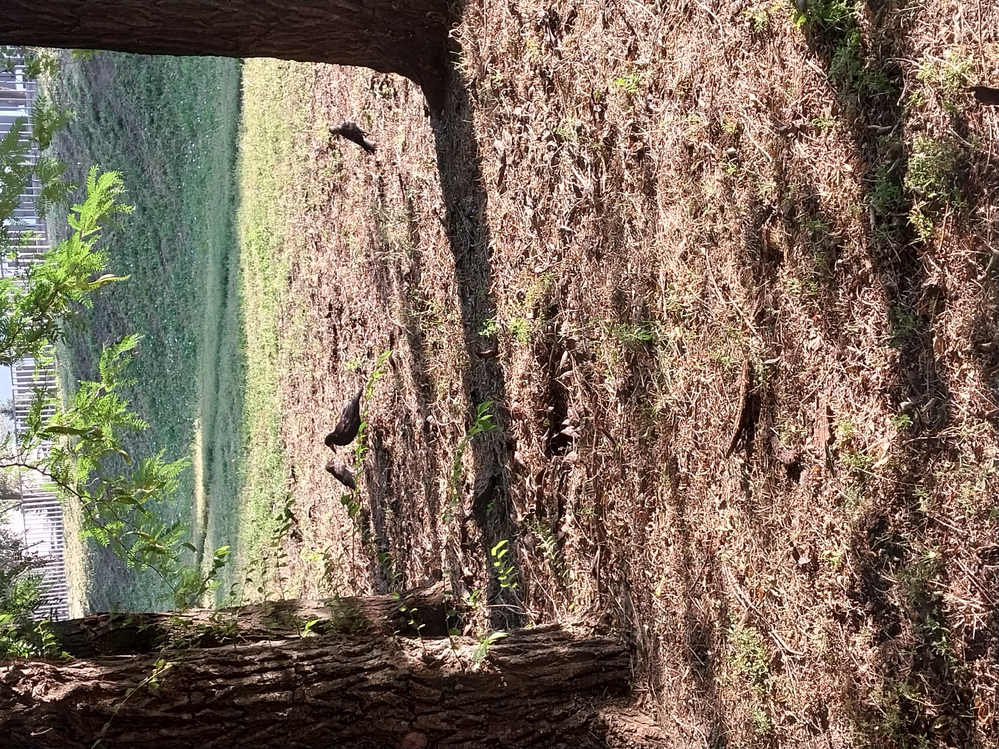 A low-angle, medium shot captures a dappled sunlight scene on a grassy area littered with dry leaves and twigs, likely in a park or naturalized area within Dnipro, Ukraine. Two large tree trunks, one on the left and another partially visible on the right, frame the central composition. In the mid-ground, three small birds are present on the ground. One bird, a dark color, stands facing right. Another dark bird is located to the left of the first, facing left. A third, lighter-colored bird stands between the two dark birds, facing left. In the background, a gently sloping green lawn is visible, bordered by a white picket fence and trees beyond. The overall impression is of a serene outdoor setting.