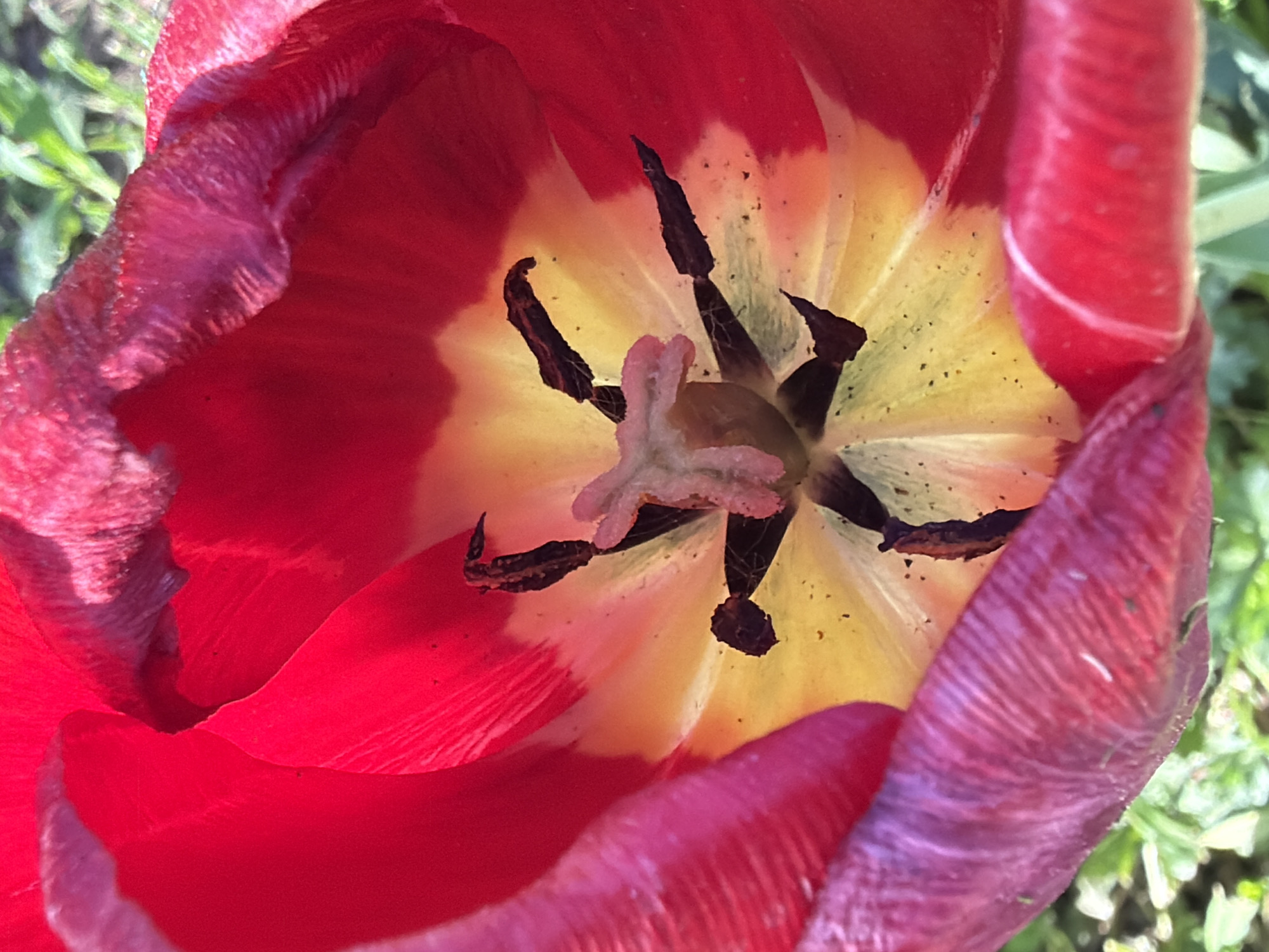 A close-up shot of a red and yellow tulip flower, showing the inner petals and stamen. The flower is likely outdoors in a garden or yard, as indicated by the green foliage in the background. No people are visible. There is no verifiable information that the location is Chaikovsky, Russia.