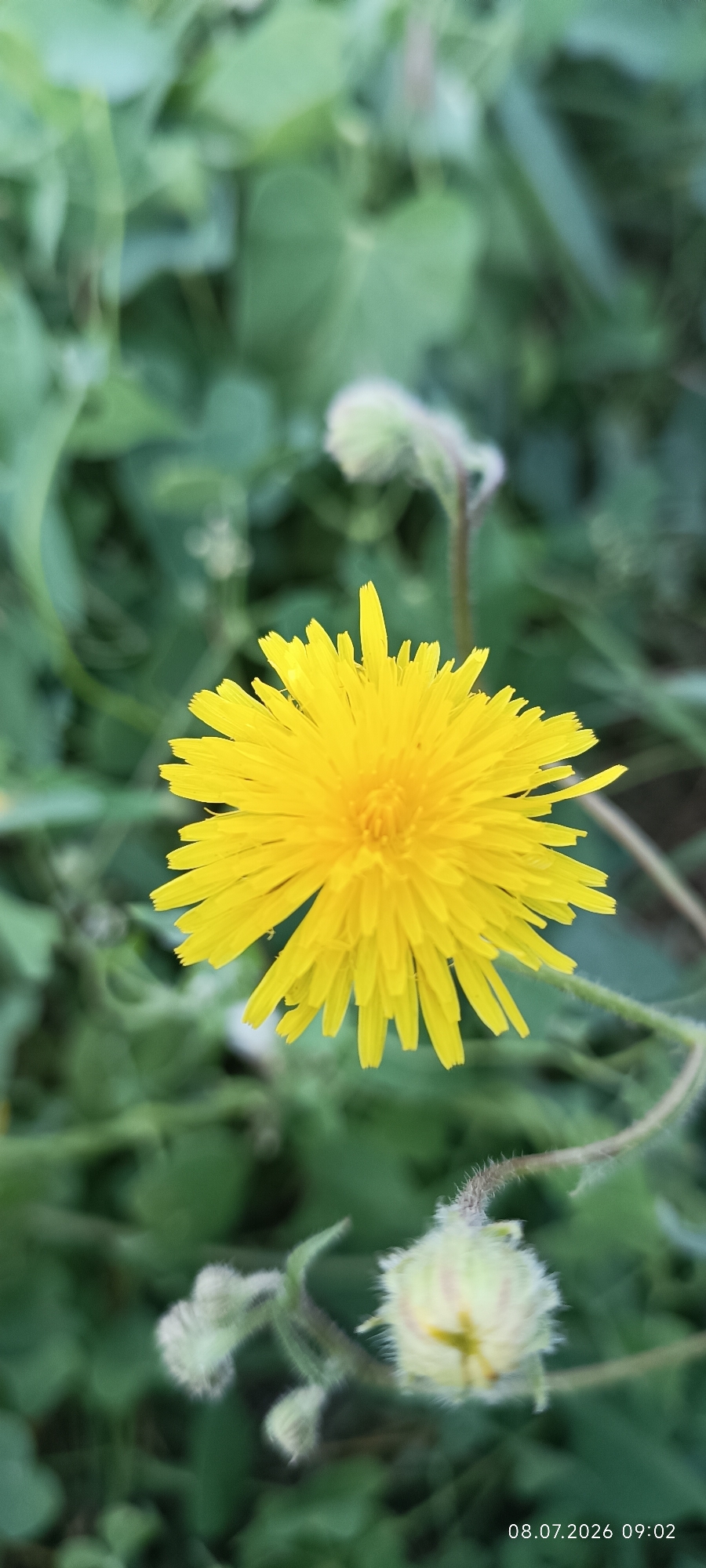A close-up, vertical shot captures a vibrant yellow dandelion flower in full bloom, its delicate petals fanning outwards against a softly blurred background of green foliage. Two smaller, fuzzy, white-tipped flower buds are visible below, one to the left and another to the right, both also out of focus. The overall scene is natural and serene. The bottom right corner of the image displays a timestamp: "08.07.2026 09:02". The location is identified as Reni, Ukraine.