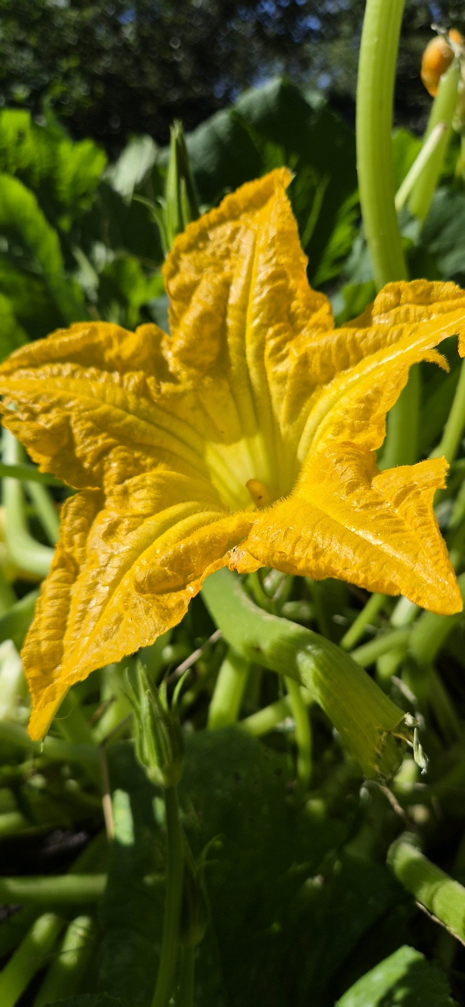 The image is a close-up, upward-angle shot of a bright yellow squash blossom in a garden. The blossom's five petals are ruffled and textured, opening to reveal a yellow interior and a stamen. Green leaves and thick, segmented green stems surround the flower, suggesting it is part of a healthy plant. The background is out of focus, with dark green foliage and hints of bright blue sky visible, indicating an outdoor setting. The lighting suggests it is daytime, possibly sunny, with shadows and highlights on the blossom and stems. There is no evidence of human presence or any urban elements; the scene is entirely natural and botanical. The image does not provide any information that could be used to determine its location in Atkarsk, Russia.
