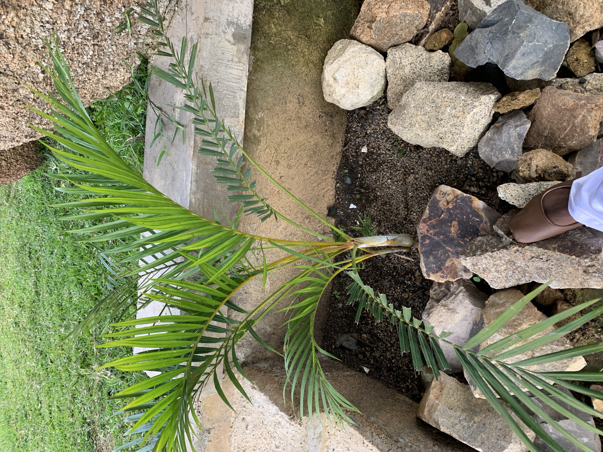 A close-up, overhead shot captures a palm plant with vibrant green fronds, some of which arc gracefully to the left and right. The plant is nestled amongst various rocks of different sizes and colors, ranging from light gray to earthy brown. Some of the rocks appear weathered, while others are smoother. A person's lower leg and brown shoe are visible on the right side of the image, suggesting they are standing near the plant. The ground beneath the rocks is a mixture of dark soil and small gravel. To the left of the plant, a strip of green grass is visible. Behind the plant, a concrete structure, possibly a pathway or wall, is present, with some moss or dirt on its surface. The lighting suggests it is daytime, with soft shadows indicating possibly overcast conditions or the angle of the sun. The scene appears to be an outdoor setting, possibly a garden or a landscaped area in Jos, Nigeria. There is no visible text in the image.