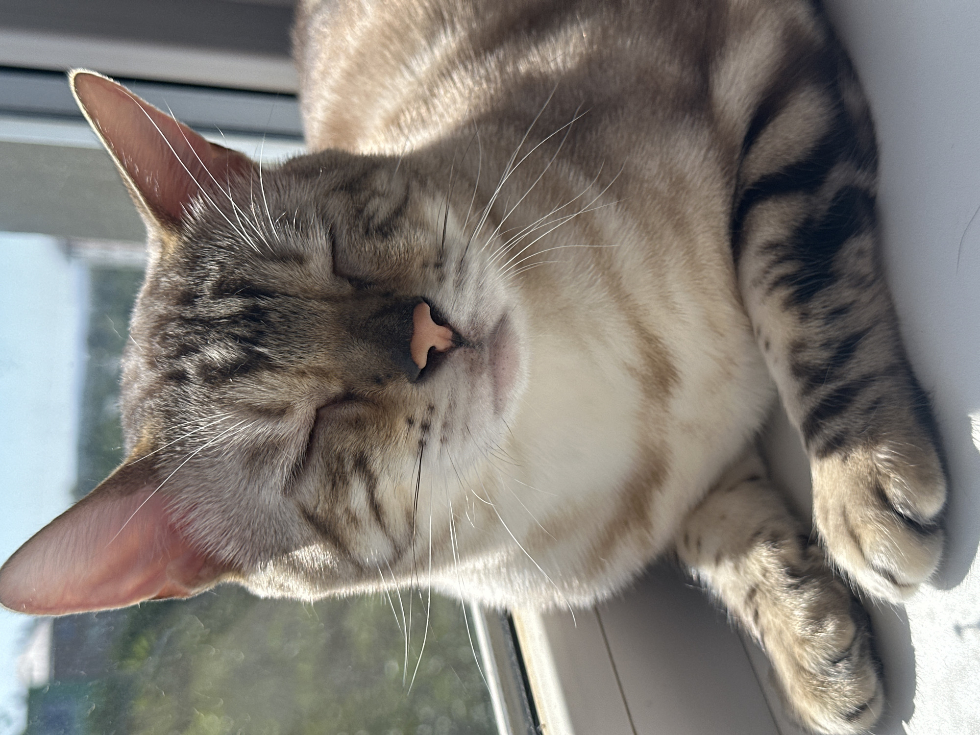 A close-up, eye-level shot shows a tan and brown tabby cat with its eyes closed, basking in sunlight. The cat is lying down on a white surface, with its front paws visible in the foreground. The background is out of focus, showing a blurry window with a view of trees and sky. The scene appears to be indoors, likely on a windowsill, suggesting a peaceful moment for the pet. This image was captured in Energetik, Russia.