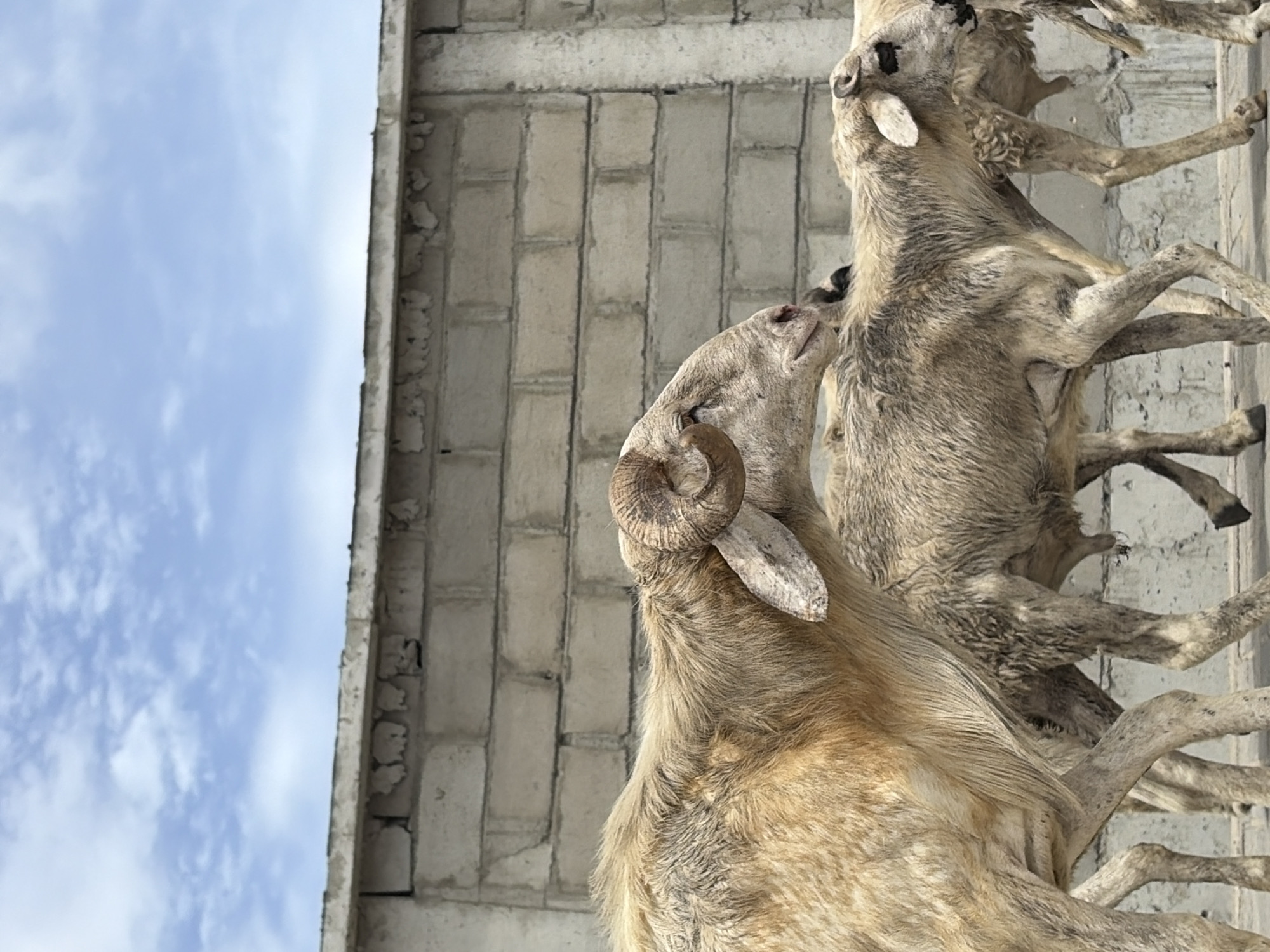 Exterior shot depicting butchered, skinned goats hanging against a cinder block wall in Igboefon, Nigeria. The goats' hind legs are tied together, and they are suspended upside down. A blue sky with light clouds is visible in the background, adjacent to the wall.