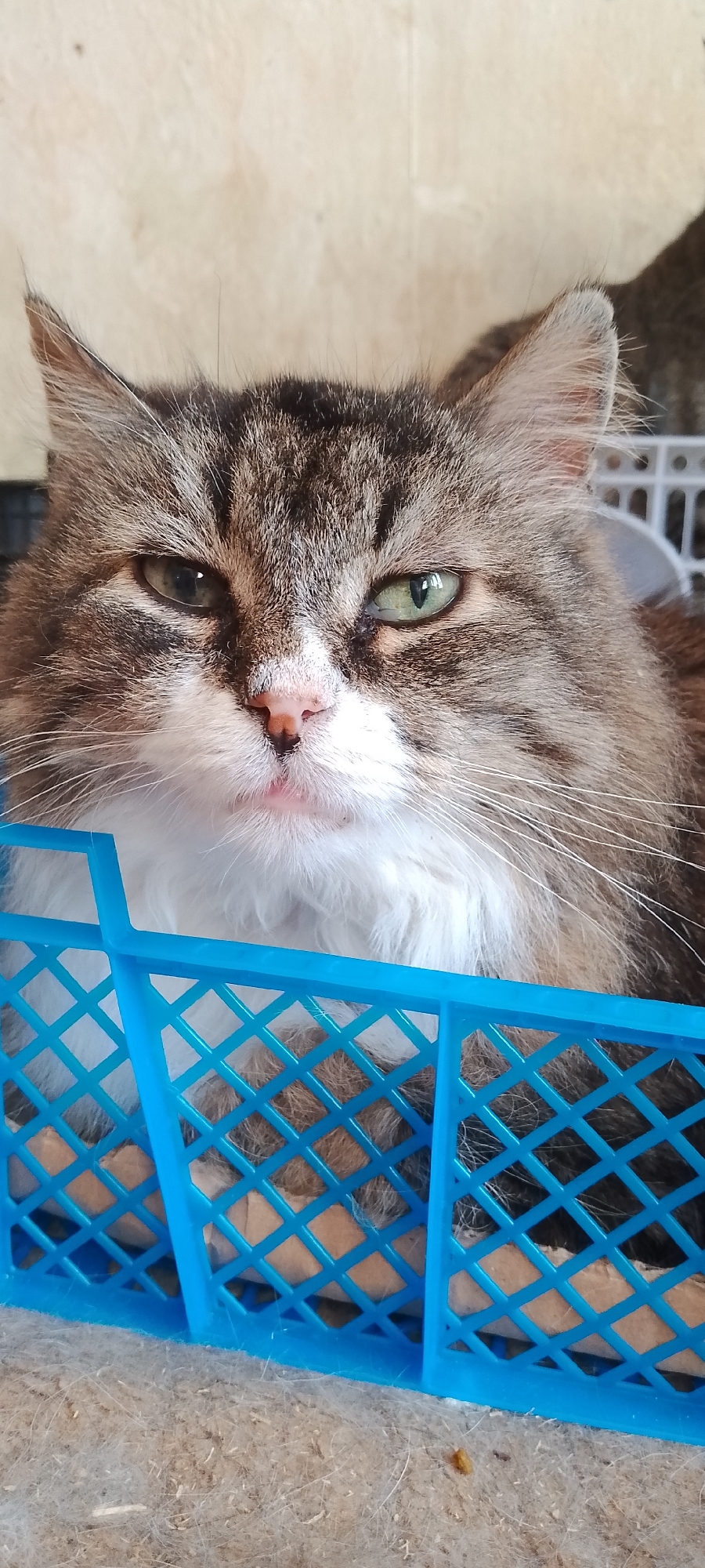 A close-up, head-on shot features a domestic cat with tabby markings, a white chest, and green eyes. The cat is situated within a blue plastic basket with a diamond-shaped lattice pattern. The background consists of a light-colored, textured wall. The image is undated and lacks specific location information, but is described as being from Belgorod, Russia.