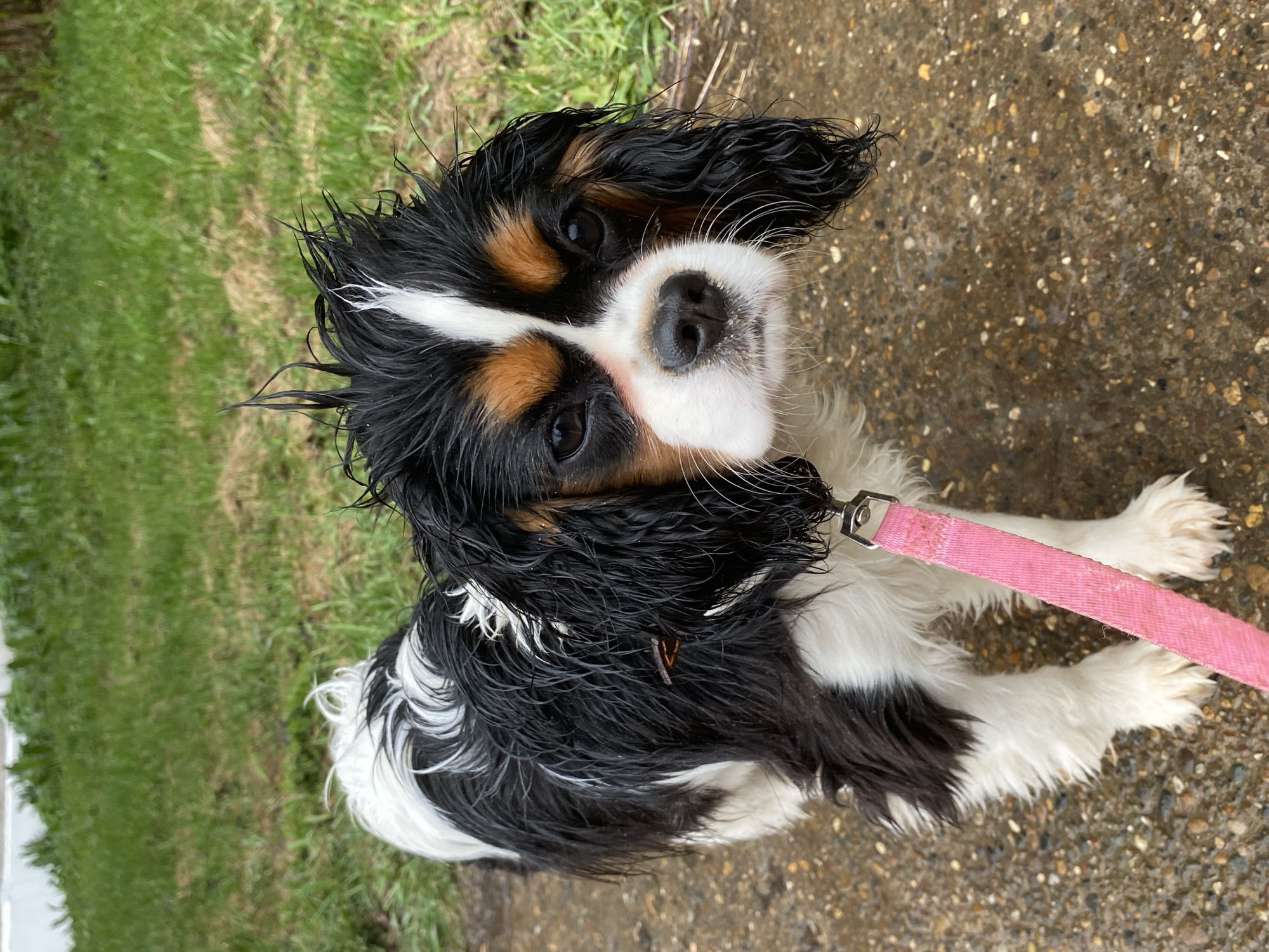 A wet Cavalier King Charles Spaniel puppy with black, white, and tan markings is sitting on a wet concrete surface. The puppy is looking up at the camera with a pink leash attached to its collar. The background includes grass on the left and concrete on the right. The location is unknown.