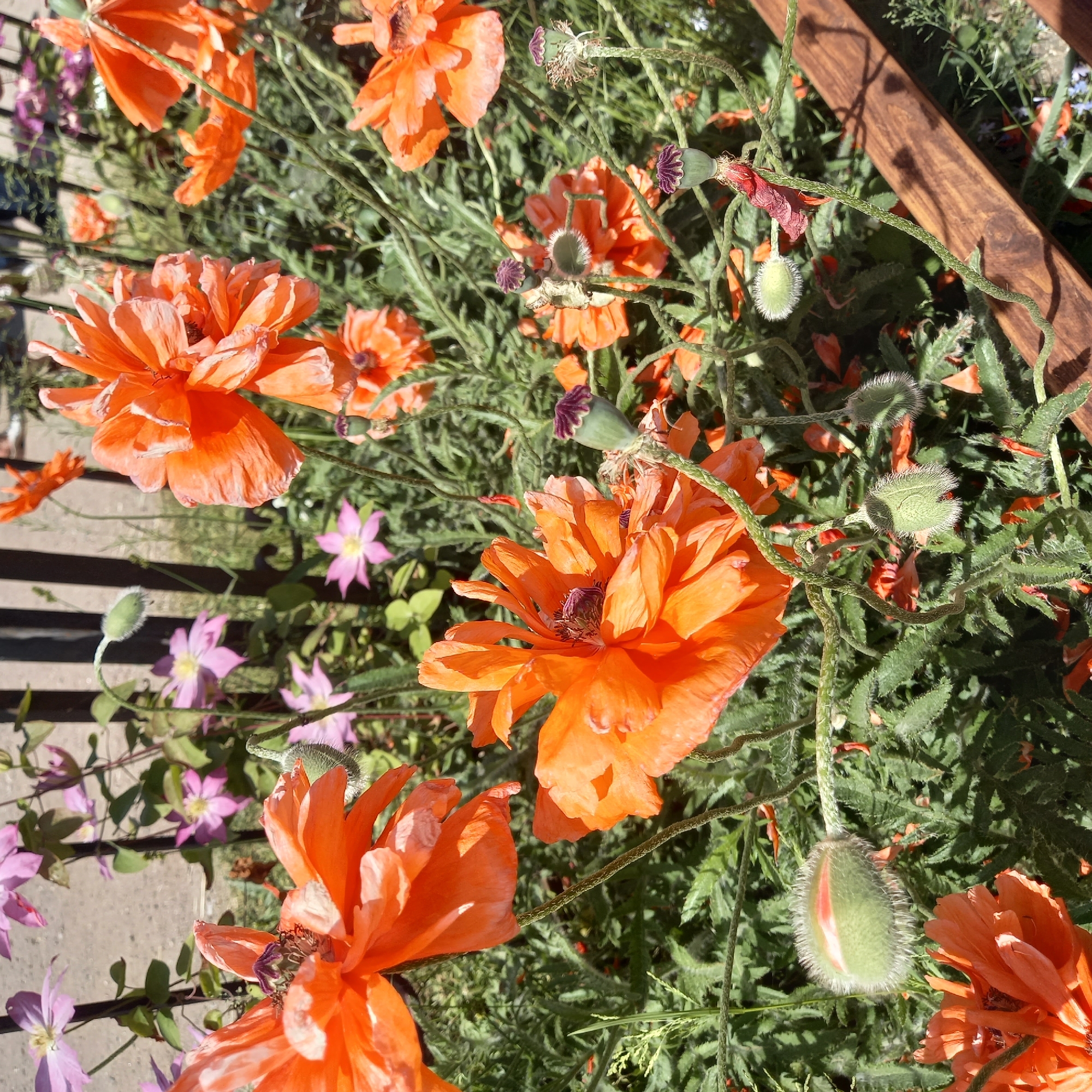 The image captures a vibrant display of flowering plants in Zvenigorod, Russia, under bright daylight. The foreground and midground are dominated by numerous large, orange poppies (Papaver somniferum or similar species) in various stages of bloom and decline. Several fully open poppies display ruffled, thin petals and dark centers. Other poppies appear to be past their peak, with fewer petals or visible seed pods. Scattered among the foliage are green, fuzzy poppy buds and distinctive green seed pods topped with dark purple, star-shaped stigmas.
Dense green foliage from the poppies and other plants forms the base of the scene. In the background, particularly on the left and center-left, several light purple or pink flowers, possibly Clematis, with prominent yellow centers, are visible, growing on vines.
Behind the flowers, a dark, vertical fence or railing, consisting of thin bars, is present. Beyond the fence, a light-colored, out-of-focus ground surface, possibly a paved area or pathway, is discernible. In the lower right corner, a dark brown wooden plank or border with visible grain runs diagonally into the frame. The scene is well-lit by direct sunlight, creating distinct shadows and highlighting the texture of the petals and leaves. No people or animals are visible.