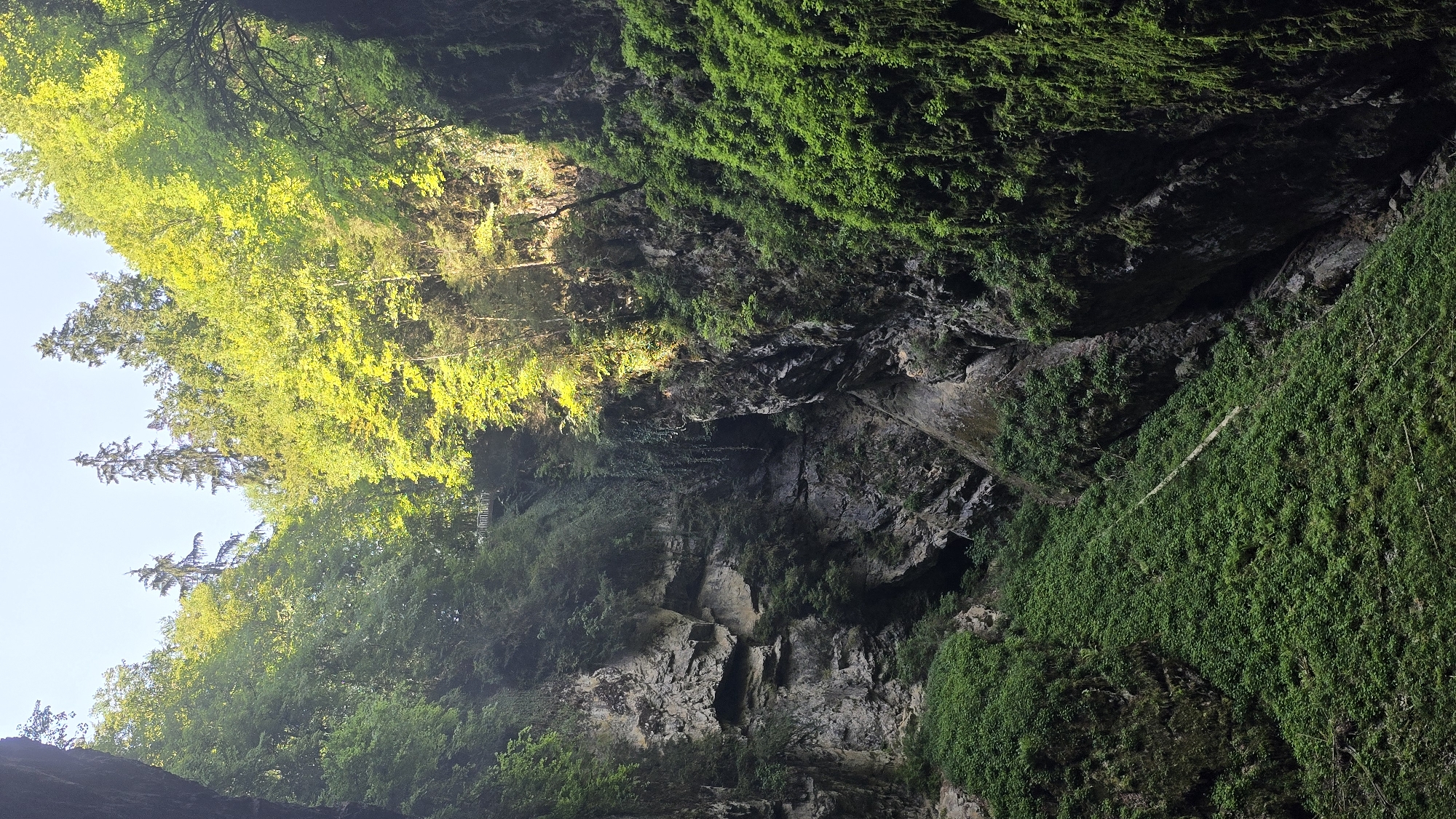 The image depicts a lush, green canyon or ravine with steep, rocky walls. Sunlight filters through the dense foliage at the top, illuminating patches of the canyon with a warm, yellowish-green glow. The vegetation is abundant, with moss and vines clinging to the rocks, and trees and shrubs growing throughout. The scene is dominated by shades of green and grey, with the bright sunlight creating a striking contrast against the darker areas of the canyon.
The angle of the shot suggests the viewer is looking upwards into the canyon, or possibly from a high vantage point looking down. The overall impression is one of natural beauty and ruggedness. There are no visible people or specific objects, but the presence of the vegetation and the rocky terrain indicates a natural, untamed environment. The time of day appears to be daytime, with the sunlight suggesting it could be morning or afternoon. The weather seems clear and sunny, allowing for the dappled light to penetrate the canopy. The location is identified as Vavřinec, Czechia.