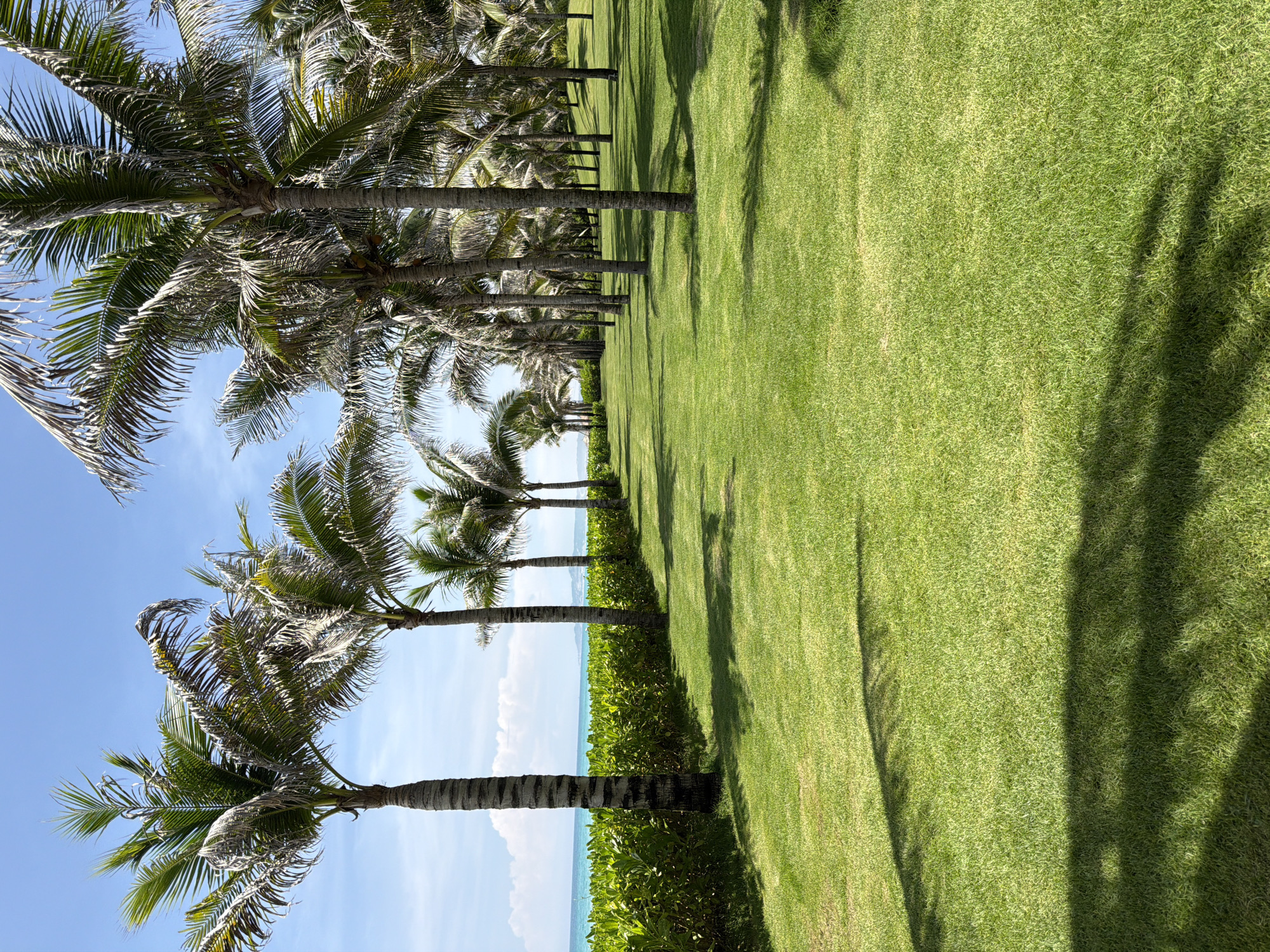 A scenic view of a manicured lawn with a row of palm trees lining the right side. The grass is a vibrant green, with shadows from the palm trees cast across it. In the background, a dense green hedge separates the lawn from the turquoise ocean, which extends to the horizon under a clear blue sky with scattered white clouds. The scene evokes a tropical resort setting in Cam Lam, Vietnam.