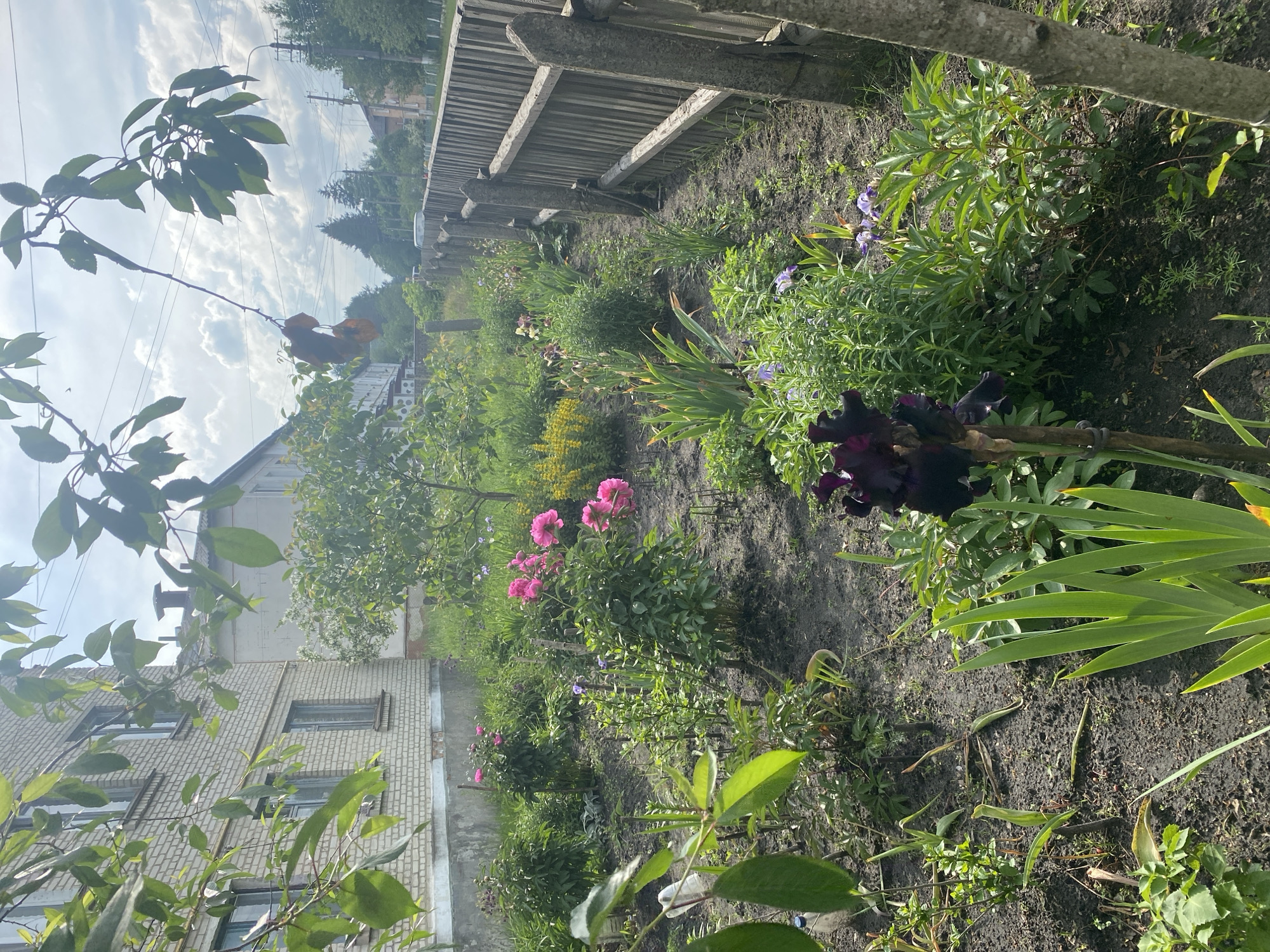 This image depicts a residential garden scene in Ihnatpil, Ukraine, captured from a low perspective. In the immediate foreground, vibrant green foliage partially frames the bottom and left sides of the frame, with a dark purple iris in bloom prominently positioned in the lower-left quadrant. The garden fills the midground, characterized by dark, tilled soil supporting a variety of green plants and flowering species, notably multiple clusters of bright pink peonies and scattered light purple irises. A partially visible white plastic bottle rests on the soil near the lower-left edge.
To the left, a multi-story brick building with several rectangular windows and a concrete foundation is visible, partially obscured by overhanging green leaves. Further in the background, a lighter-colored building with a dark chimney is discernible. The right side of the garden is bordered by a weathered wooden plank fence with substantial concrete posts. Beyond this fence, a paved road extends into the distance, with a white van observed on the road. Overhead, power lines traverse the upper portion of the frame against a partly cloudy sky, featuring both bright white clouds and areas of blue. Distant trees and additional buildings are visible along the horizon. No people or animals are present in the scene. The lighting suggests a bright, daytime setting with diffused sunlight.