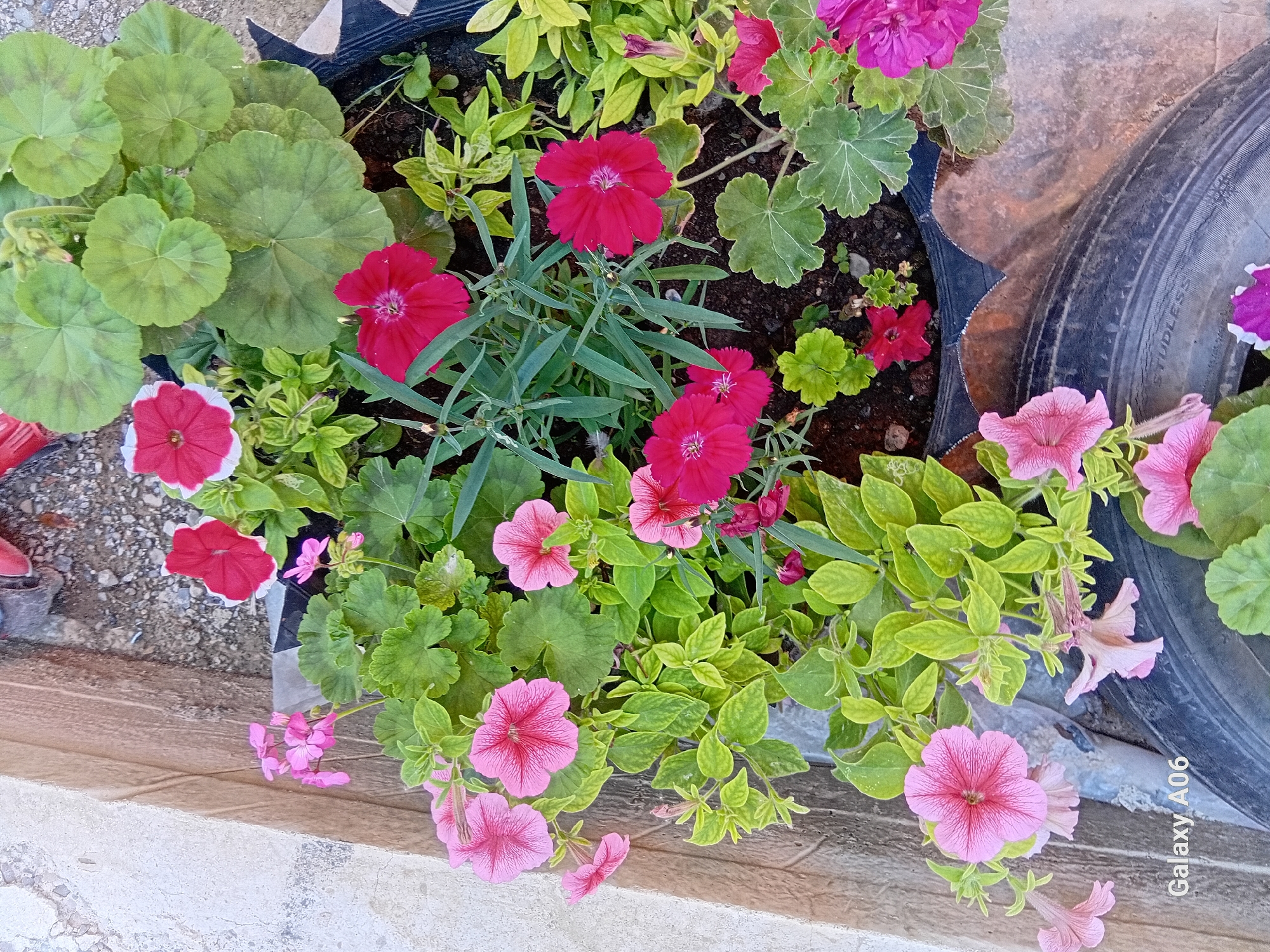 This is a top-down, medium shot of a flower pot filled with various colorful flowers and green foliage. The flowers are in bloom, displaying shades of pink, red, and magenta. There are also lush green leaves, some with a lighter green hue and others a deeper shade. The flower pot itself appears to be made from a dark material and is partially obscured by the plants.
In the background, a section of a black tire is visible, suggesting the pot might be a repurposed tire or placed next to one. The ground around the pot is a mix of gravelly texture on the left and a tiled surface on the right, with a concrete border in the foreground. The lighting suggests it is daytime, with natural light illuminating the scene. The image is a still shot, capturing the beauty of the flowers and their arrangement. The text "Galaxy A06" is visible vertically on the right side of the image, indicating it's a Samsung Galaxy A06 phone. There are no people or a specific event depicted. The scene appears to be an outdoor setting, likely a garden or patio.