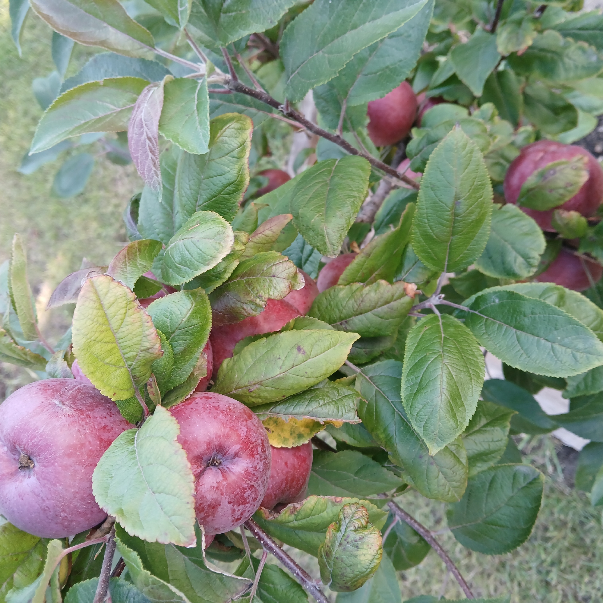 In the city of Samarskiy, Russia, a close-up shot captures a branch of an apple tree laden with ripe, reddish-purple apples. The apples are clustered amongst lush green leaves, some of which show signs of yellowing and browning, indicating the approaching autumn season. The background is softly blurred, revealing a patch of green grass, typical of a garden or park setting. The lighting suggests it is daytime.