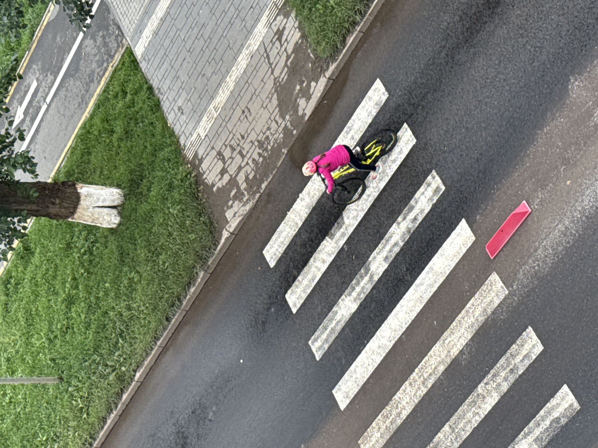 An overhead, eye-level drone shot captures a pedestrian crossing in Votkinsk, Russia, on a wet asphalt road. A cyclist, wearing a bright pink jacket and helmet, rides a yellow bicycle across the white stripes of the crosswalk. The road is bordered by a strip of green grass, a sidewalk with tactile paving, and a bike lane with white directional arrows. A tree with white-painted bark stands beside the grass. The scene is overcast, and the wet conditions suggest recent rain.