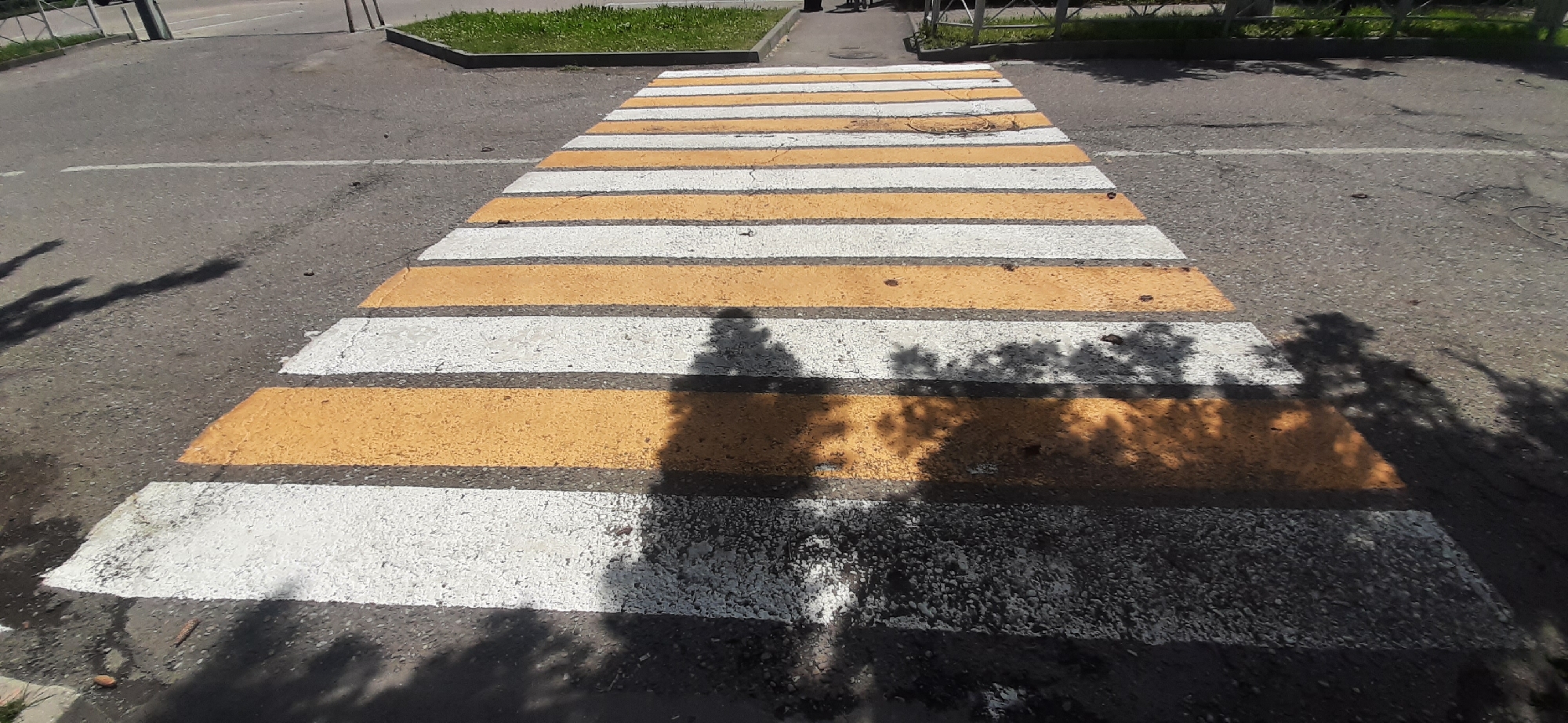 The image shows a pedestrian crossing with alternating white and yellow stripes painted on an asphalt road. The crossing is illuminated by sunlight, casting shadows of trees and branches onto the road. In the background, there is a grassy area with a curb, and a paved area with a white line marking. The scene appears to be in an outdoor urban environment, possibly in Yessentukskaya, Russia, given the context. There are no people clearly visible in the image, only their shadows. The asphalt is worn and cracked in some areas, indicating it is a public thoroughfare.
