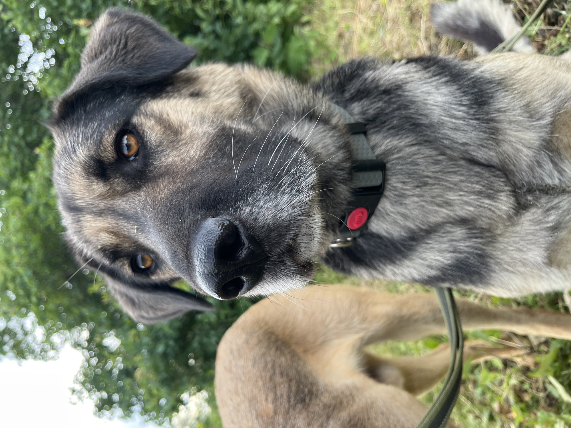The image shows a close-up, eye-level shot of a dog's face. The dog has brown eyes, a black nose, and fur that is a mix of black, grey, and tan. It is wearing a grey collar with a red tag. The dog is outdoors, with blurry green foliage in the background and grass on the ground. Another dog, mostly out of focus and lighter in color, is visible to the left, with a green leash attached to it. The image was taken in Nizhny Tagil, Russia.