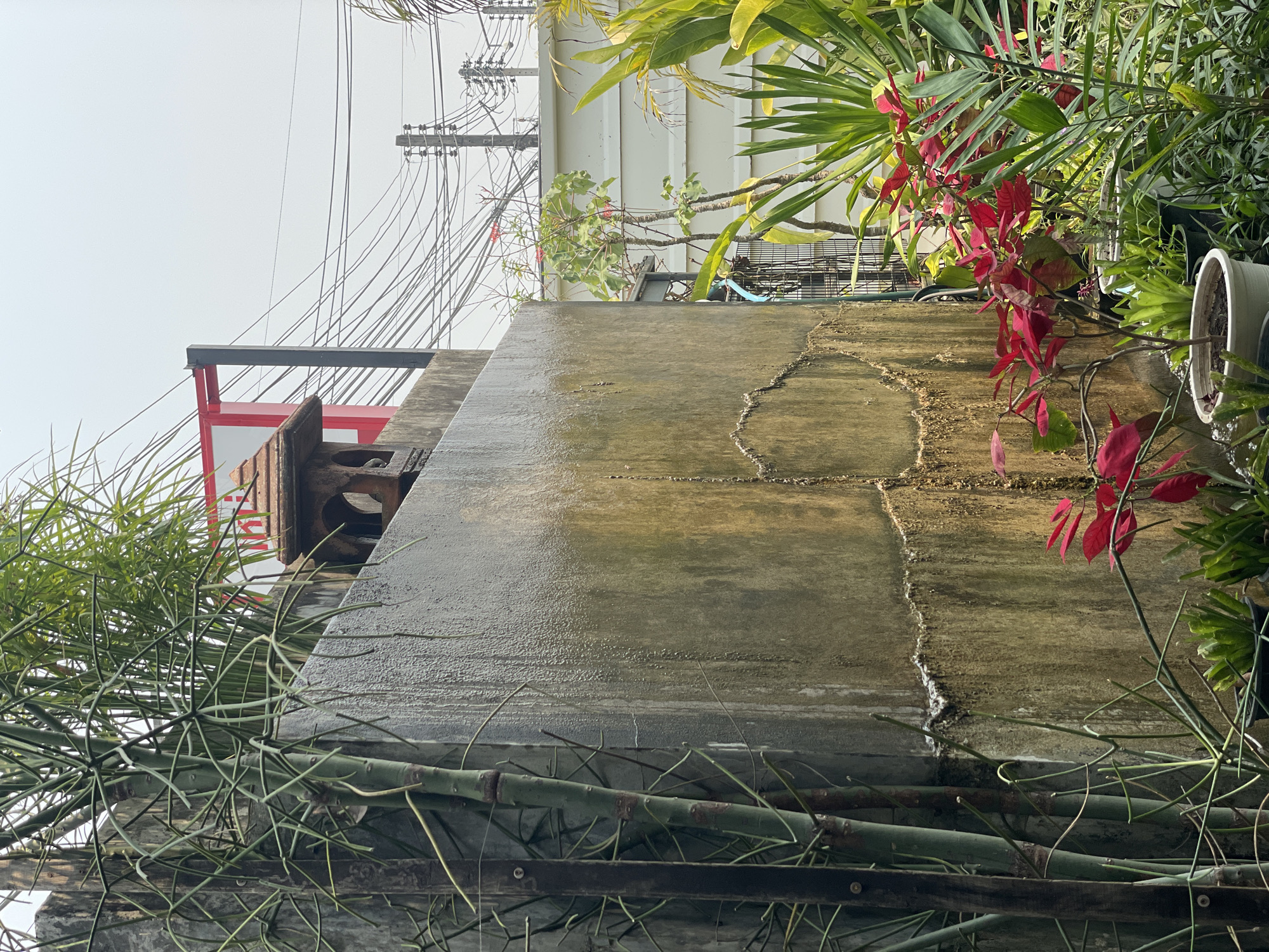 This media file depicts an outdoor scene in Chiang Mai City Municipality, Thailand, featuring a blend of urban infrastructure and lush tropical vegetation.
In the midground, a prominent, flat concrete surface, possibly a rooftop or an elevated platform, dominates the view. The concrete appears damp and reflective, indicating recent rain or high humidity, and shows several visible cracks or expansion joints.
The foreground and edges of the image are filled with diverse plant life. On the lower left, thin, spiky green foliage is intertwined with bamboo-like stems and metal railings. On the right, vibrant green plants with striking red leaves, reminiscent of poinsettias, hang into the frame, with a white plant pot visible near the edge.
The background offers a glimpse of local architecture and utilities. To the left, a traditional wooden spirit house (San Phra Phum), painted red and brown, is elevated on a platform. Above and slightly to the left of the spirit house, a red sign with unreadable white Thai script is present. Behind these structures, a dense network of overhead wires emanates from utility poles, silhouetted against a bright, overcast sky. To the right, behind the foliage, a light-colored building with vertical siding is partially visible.
The scene conveys a sense of a humid, daytime environment, likely after rainfall, combining natural growth with the characteristic infrastructure of a Thai urban area. No human activity is depicted.