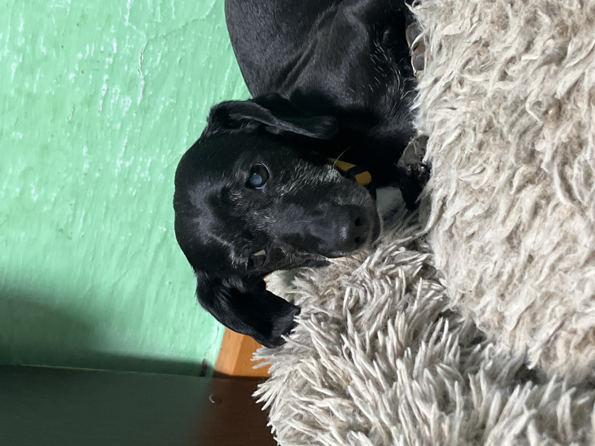 The image shows a black dog lying on a fluffy, cream-colored rug. The dog has long, floppy ears and a yellow collar. Its eyes are partially closed, and it appears to be resting. The background consists of a textured green wall, which has an uneven surface. To the left of the dog, a darker colored object, possibly furniture, is visible. The lighting suggests an indoor environment. There is no indication of the city of Nizhny Tagil, Russia, in the image.