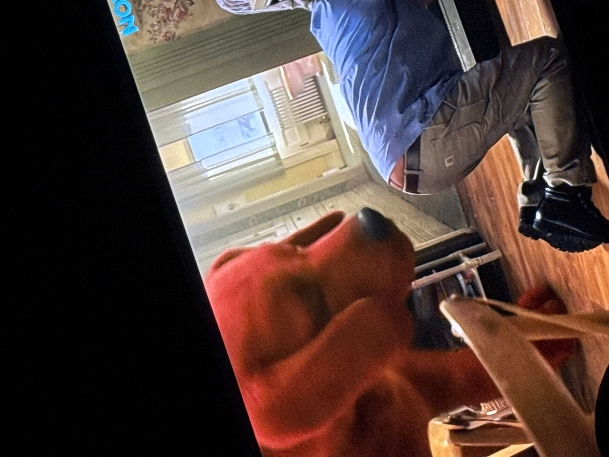The image is a photograph of a screen displaying a digitally rendered indoor scene. In the foreground on the left, a large, reddish-orange canine, resembling a Labrador Retriever, is depicted with its head and upper body visible, facing right. Its eyes appear closed or downcast. To its right, a person kneels on a light-colored wooden floor, facing away from the viewer and bending forward at the waist. The individual wears a light blue collared shirt, which is partially untucked, and tan utility pants, revealing a segment of bare lower back and a strip of red undergarment above the waistband. A dark square logo is visible on the right thigh of the pants. Dark boots are worn on their feet. The background reveals an interior room with a large window centrally located, showing a bright outdoor scene with blue sky and light-colored buildings. A white radiator is visible beneath the window. To the right of the window, a wall with a subtle floral pattern is present, and to the left, a plain lighter-colored wall or doorway. Partial light blue text, reading "NO", is visible in the upper-right corner of the screen display. The depicted environment is an interior room, and the image does not contain any visual information to identify it as being located in the city of Stryama, Bulgaria.