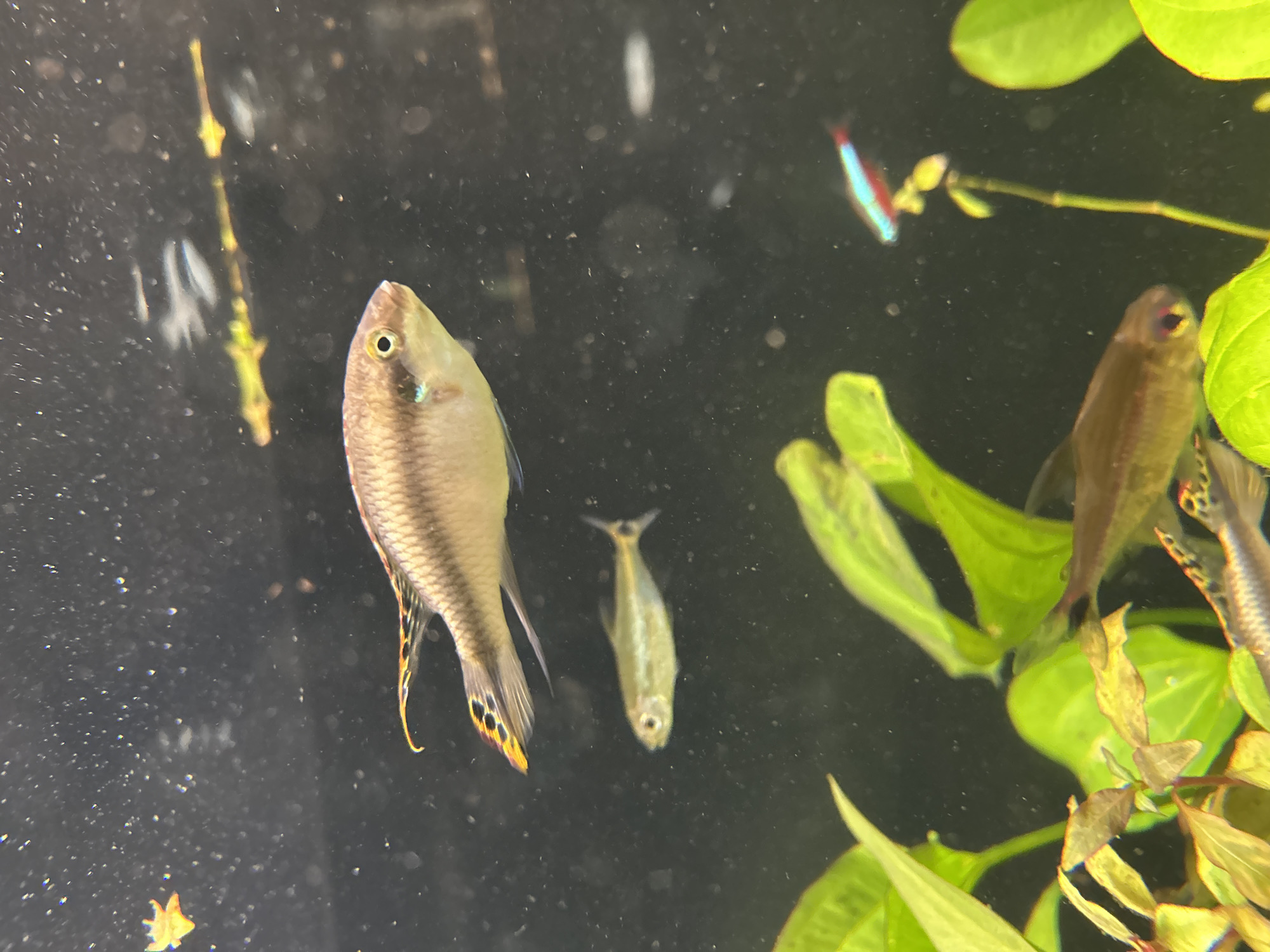 A close-up, eye-level shot captures several fish swimming in an aquarium with lush green aquatic plants. The main subject is a medium-sized, tan-colored fish with a distinctive tail fin featuring orange and black markings, swimming from left to right in the upper portion of the frame. Below it, a smaller, silver-colored fish is also visible. In the lower right quadrant, a few more fish are partially obscured by the plants, one of which appears to be a neon tetra with a blue and red stripe. The background is dark and somewhat blurry, with small particles suspended in the water. There is also a bright yellow, star-shaped object floating near the top left of the image. The image does not contain any information that would allow for identification of a location in Sofia, Bulgaria.