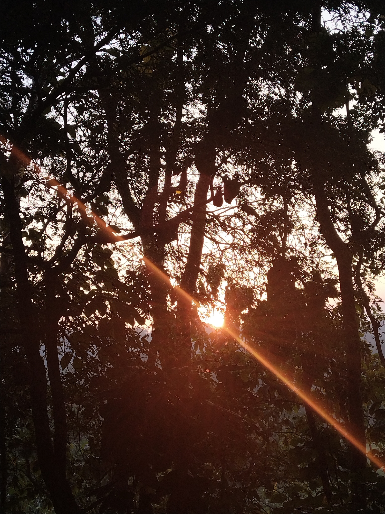 The image captures a dense canopy of trees silhouetted against a bright, warm-toned sky, suggesting either sunrise or sunset. The sun, partially obscured by foliage, casts a strong, radiant lens flare that diagonally cuts across the frame from the upper left to the lower right, illuminating dust particles or atmospheric haze. The trees, with their intricate branches and abundant leaves, are rendered almost entirely as dark outlines, highlighting their forms against the glowing background.
In the upper-middle section, several dark, elongated, pouch-like objects can be seen hanging from the tree branches. These objects are distinct against the lighter sky and are organic in appearance, possibly fruit, seed pods, or large nests. The scene evokes a natural and serene atmosphere, emphasizing the dramatic effect of backlighting. There are no people visible, nor is there any discernible text. The weather appears clear, allowing the sun's rays to penetrate the foliage.