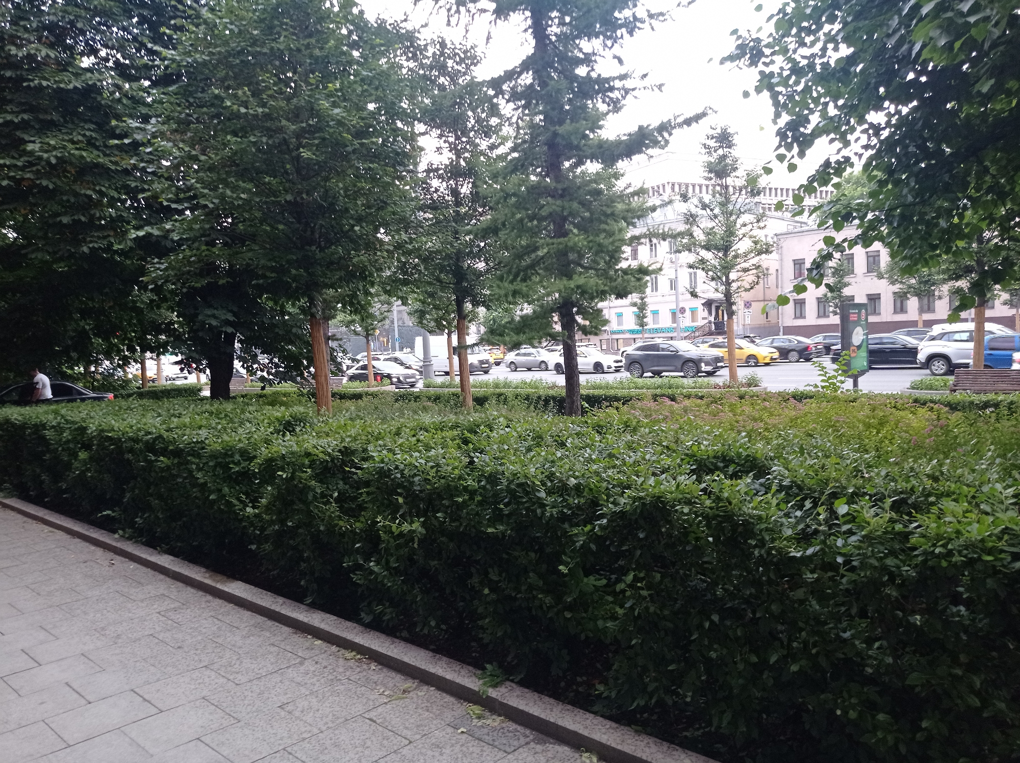 The image depicts a street scene in Moscow, Russia, characterized by lush green foliage and urban infrastructure. In the foreground, a grey paved walkway runs alongside a meticulously maintained, dense green hedge that spans the width of the frame. Beyond the hedge, a street is visible with several cars driving or parked, including a silver sedan, a yellow sedan, and a dark grey sedan. Some buildings with multiple stories are visible in the background, featuring windows and architectural details typical of city buildings. Tall trees with full green canopies are interspersed along the street, providing shade and enhancing the urban greenery. The sky is overcast, suggesting a cloudy day. A person wearing a white shirt can be seen near a black car on the left side of the image.