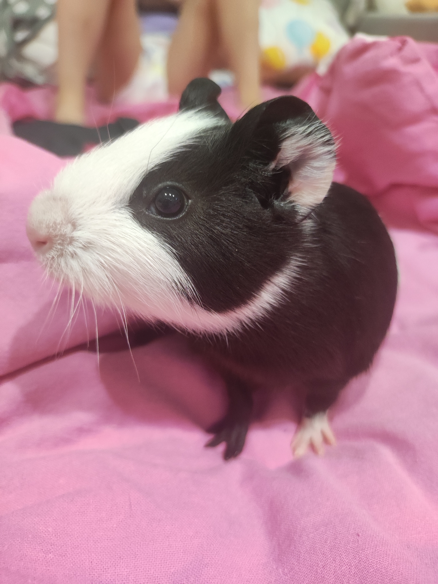 A close-up shot of a black and white guinea pig on a pink blanket. The guinea pig's head is mostly white with black markings around its eyes and ears. It has a pink nose and long white whiskers. The body is mostly black. Part of the guinea pig's foot is visible on the blanket, with small toes. The blanket has a visible woven texture and a slight sheen. The background is out of focus and reveals parts of human legs and other objects. Votkinsk, Russia is not discernible from the image.
