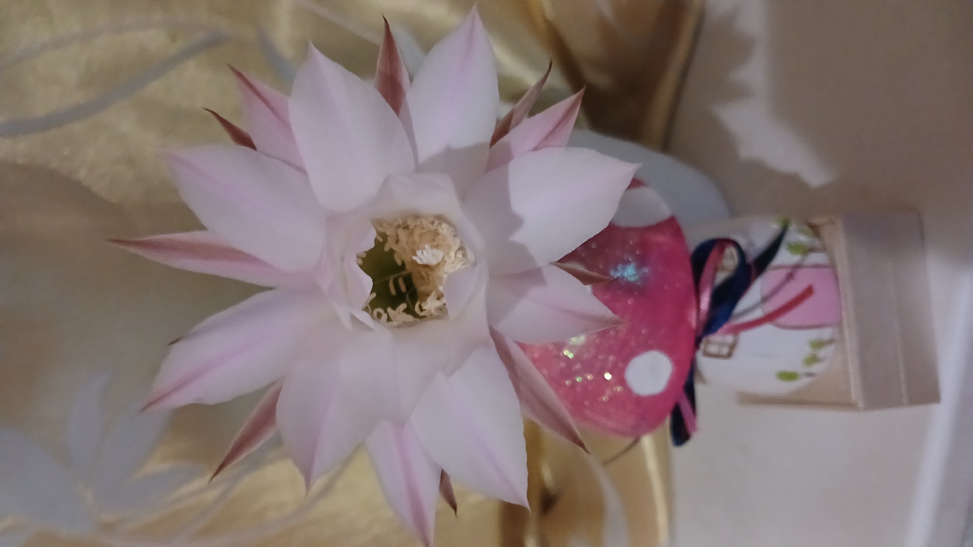 A close-up, top-down shot captures a delicate pink and white cactus flower blooming in Monastyryska, Ukraine. The flower's petals are tinged with a soft pink, fading to white towards the tips, with darker pink accents on the outer sepals. At the center of the flower, a cluster of fuzzy, light-colored stamens is visible. Beneath the flower rests a whimsical, mushroom-shaped decorative object. The mushroom's cap is a vibrant pink, adorned with white polka dots and sparkling glitter, while its base is white with hand-painted details of a small house with green trees and pink accents. A navy and pink ribbon is tied around the base of the mushroom, which sits atop a small, light-colored wooden box. The background is softly blurred, featuring a textured, creamy-gold fabric that adds a gentle warmth to the composition.