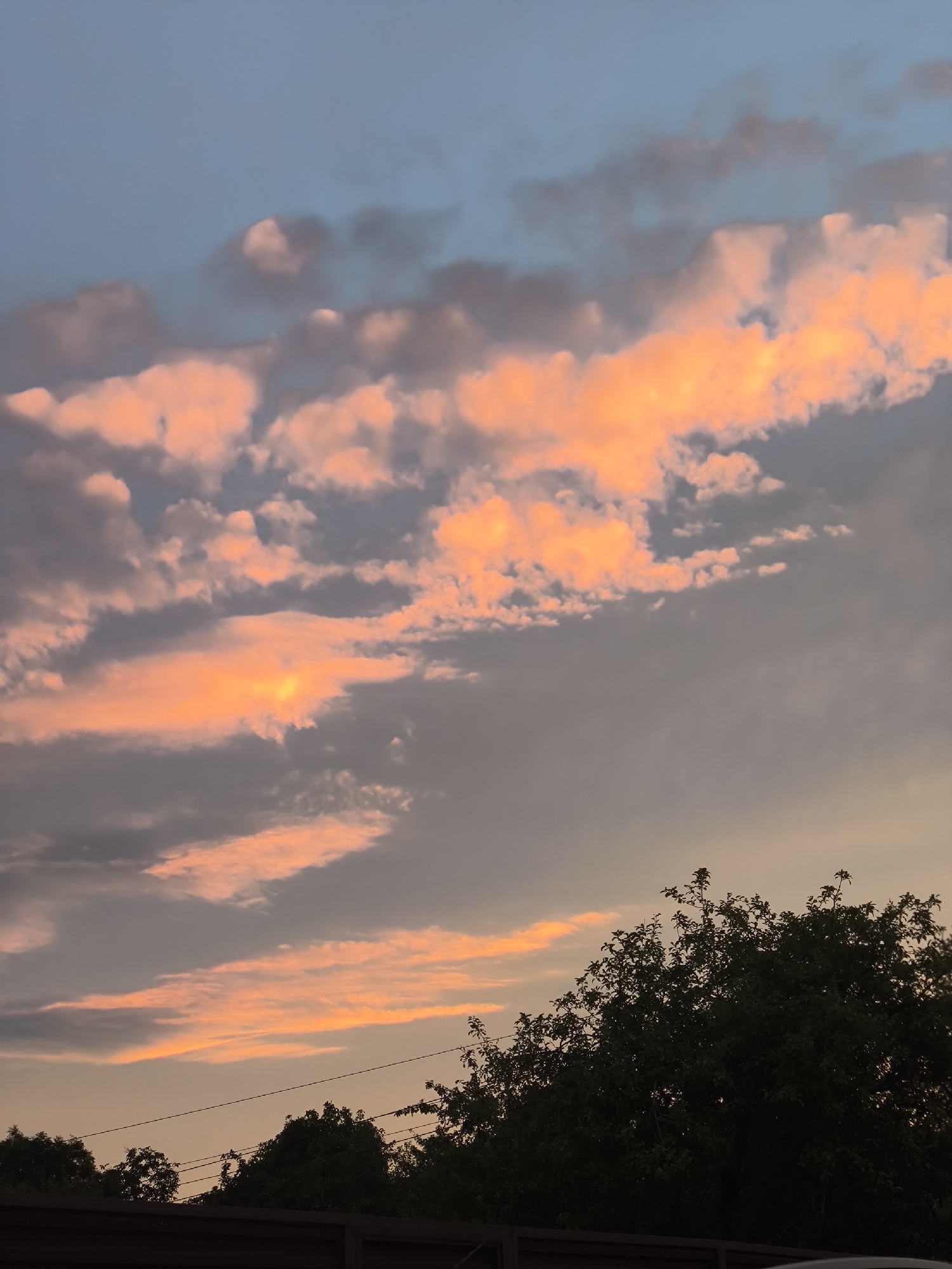 The image captures a dusky sky over Kaliningrad, Russia, with a line of dark trees and a fence in the foreground. The sky is filled with dramatic clouds, some of which are illuminated by the setting sun, casting a warm, peachy glow. Other clouds are a muted gray, creating a stark contrast. The lower portion of the image shows the silhouette of a lush, leafy tree, its branches reaching upwards towards the sky. Below the tree, a dark fence stretches across the frame, partially obscuring what appears to be a dark surface, possibly a road or a yard. The overall impression is one of a serene, natural landscape on the edge of a city at dusk.