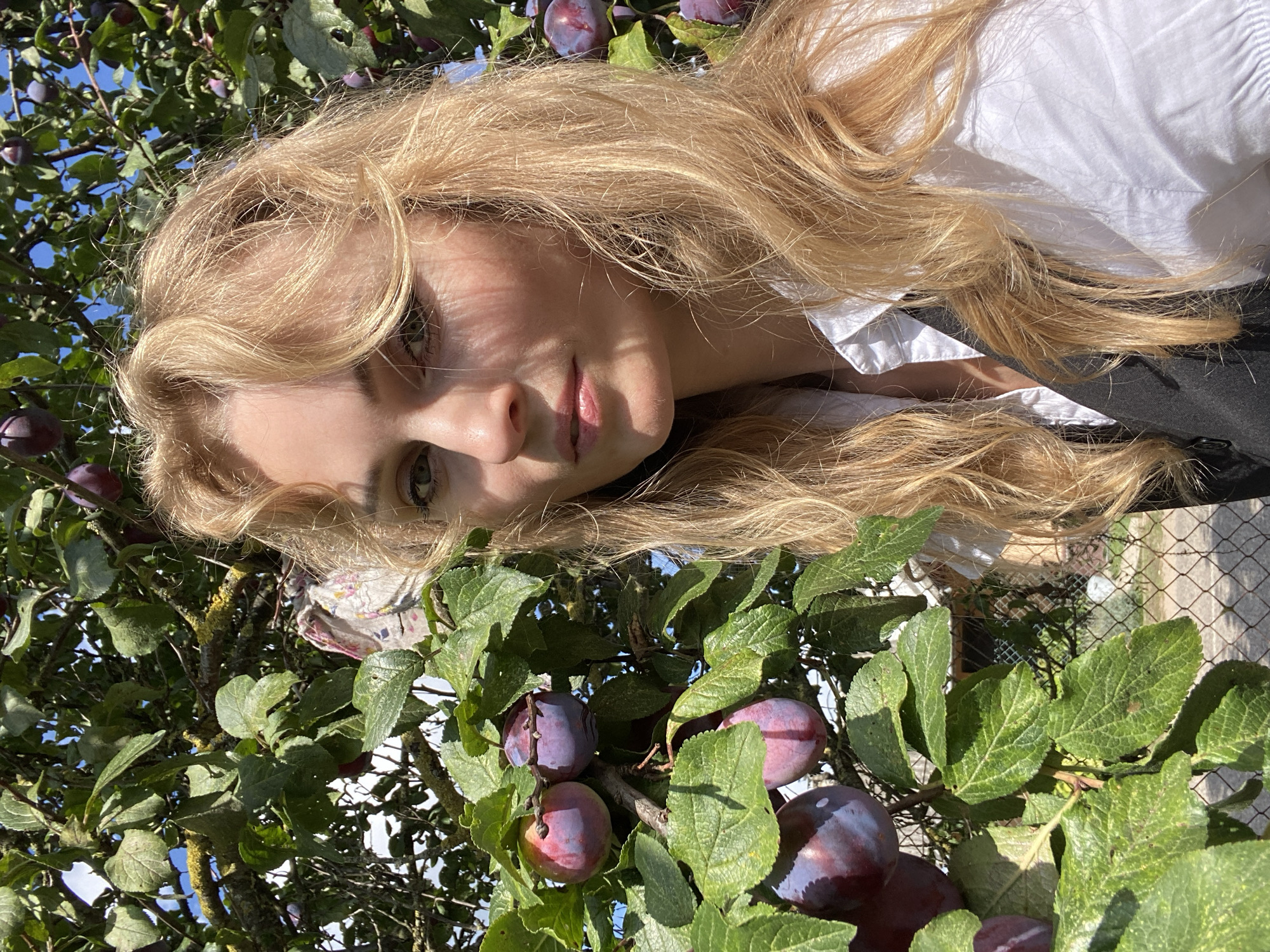 The image is a close-up, waist-up photograph of a young woman with blonde, wavy hair. She is wearing a white collared shirt and a dark vest. She is standing outdoors, in front of a plum tree laden with ripe plums. The sun is shining, casting shadows on her face and hair. The background shows more of the plum tree and some greenery, with a hint of a blue sky above. In the lower right corner, a wire fence is visible. The location is stated to be the city of Byarozawka, Belarus.