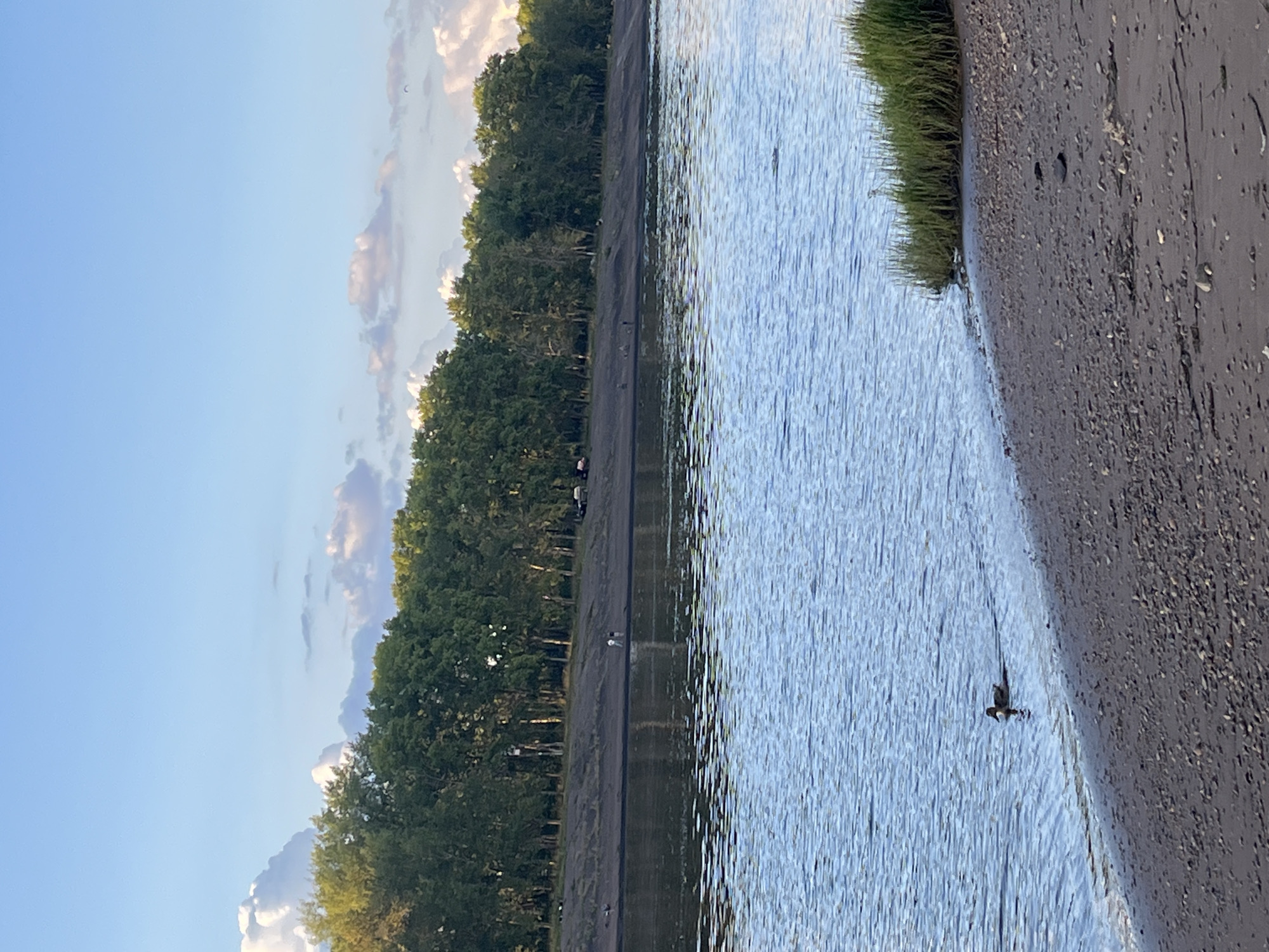 The image captures a serene waterfront scene, likely on the Kama River in Chaikovsky, Russia, given the context. The sky is a bright, clear blue, dotted with fluffy white and grey clouds, suggesting pleasant weather. A dense line of lush green trees forms the backdrop, with their reflections shimmering on the calm water. The shoreline is a mixture of sand and small pebbles, with a patch of tall, green grass growing near the water's edge. In the foreground, a lone duck is swimming peacefully in the water. Further back, along the tree line, a few figures can be seen walking on the embankment, their presence subtle against the vastness of nature. The overall impression is one of tranquility and natural beauty, undisturbed by the few human activities.
